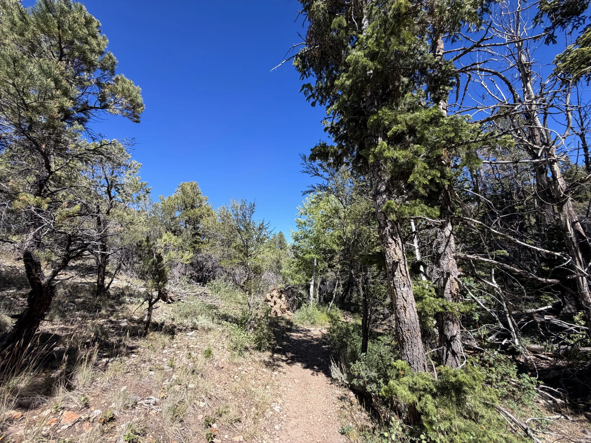 Osceola Ditch Trail Great Basin National Park Nevada
