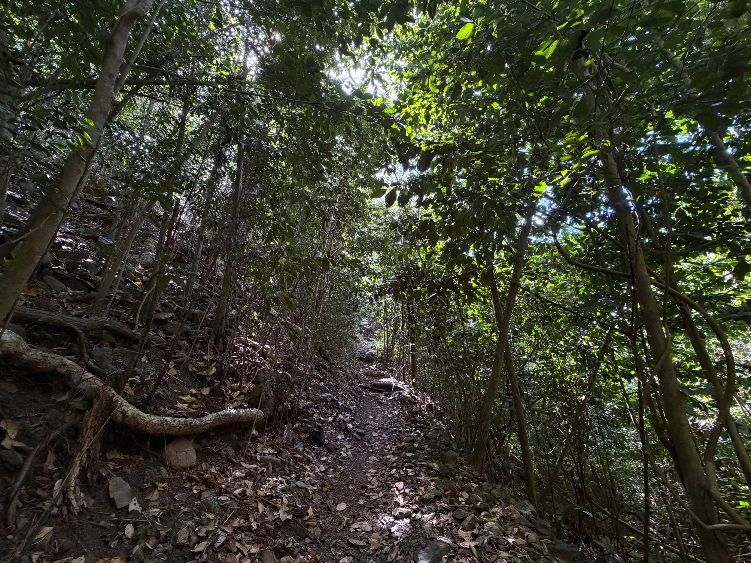 Cinnamon Bay Trail to Centerline Road Virgin Islands National Park