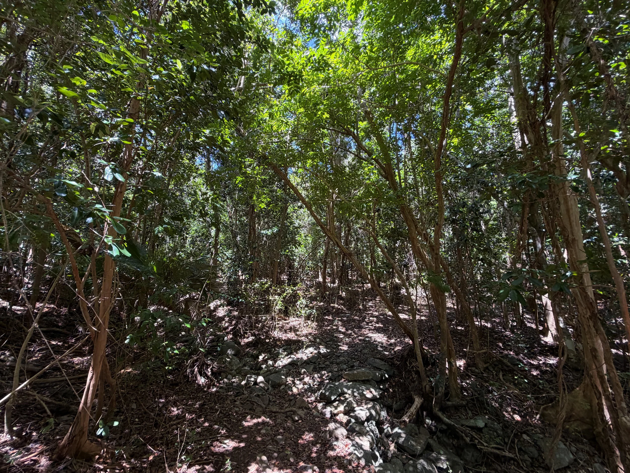 L'Esperance Trail to Reef Bay Virgin Islands National Park