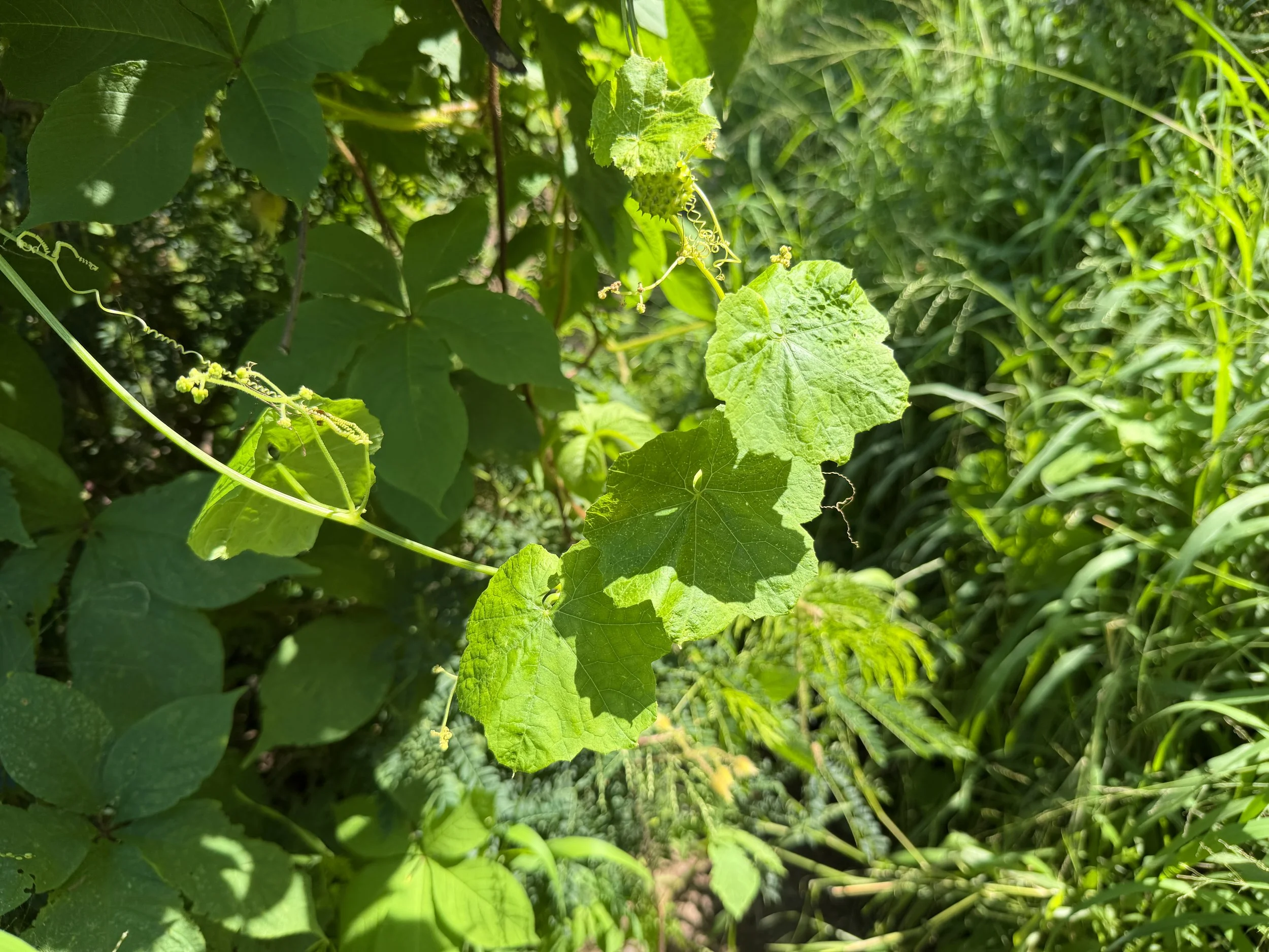 Anunu Sicyos pachycarpus