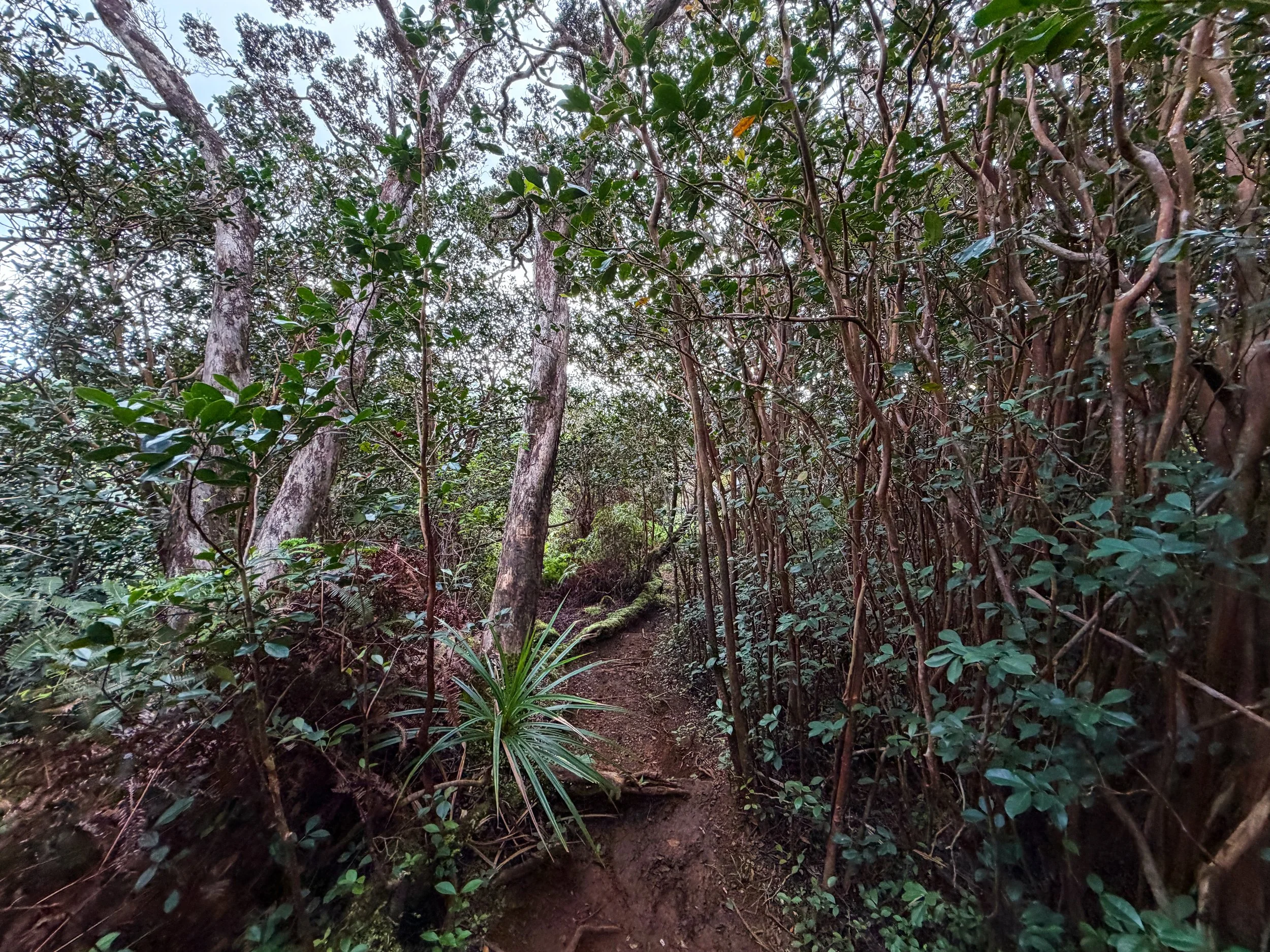 Kaau Crater Ridge Trail Oahu Hawaii