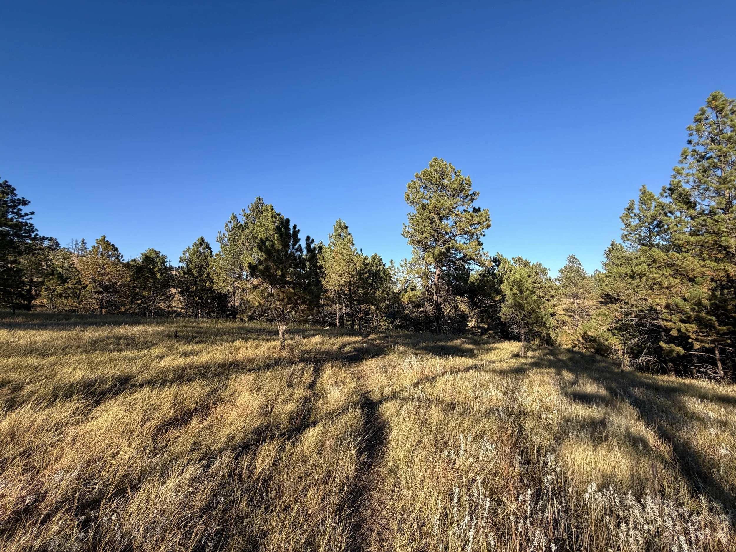 End of Boland Ridge Trail Wind Cave National Park South Dakota