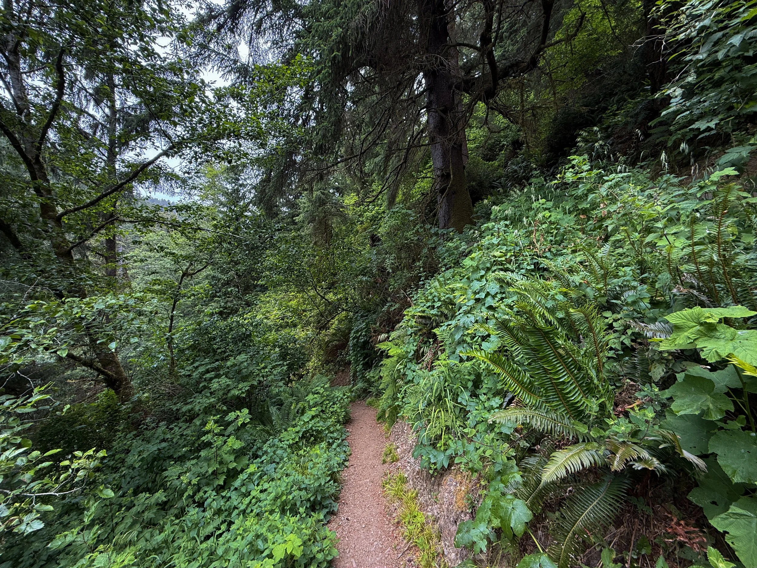 Damnation Creek Trail Del Norte Coast Redwoods State Park California