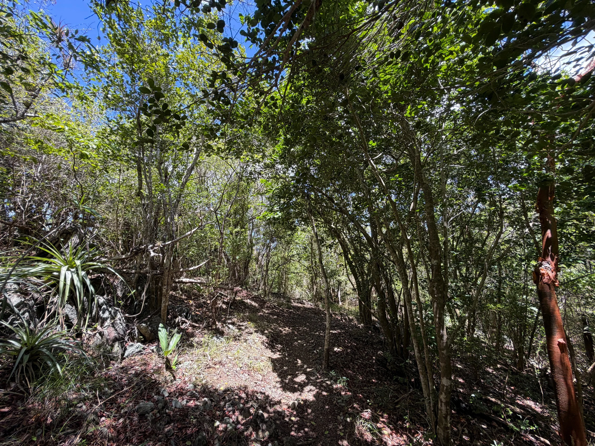Caneel Hill Trail to North Shore Road Virgin Islands National Park