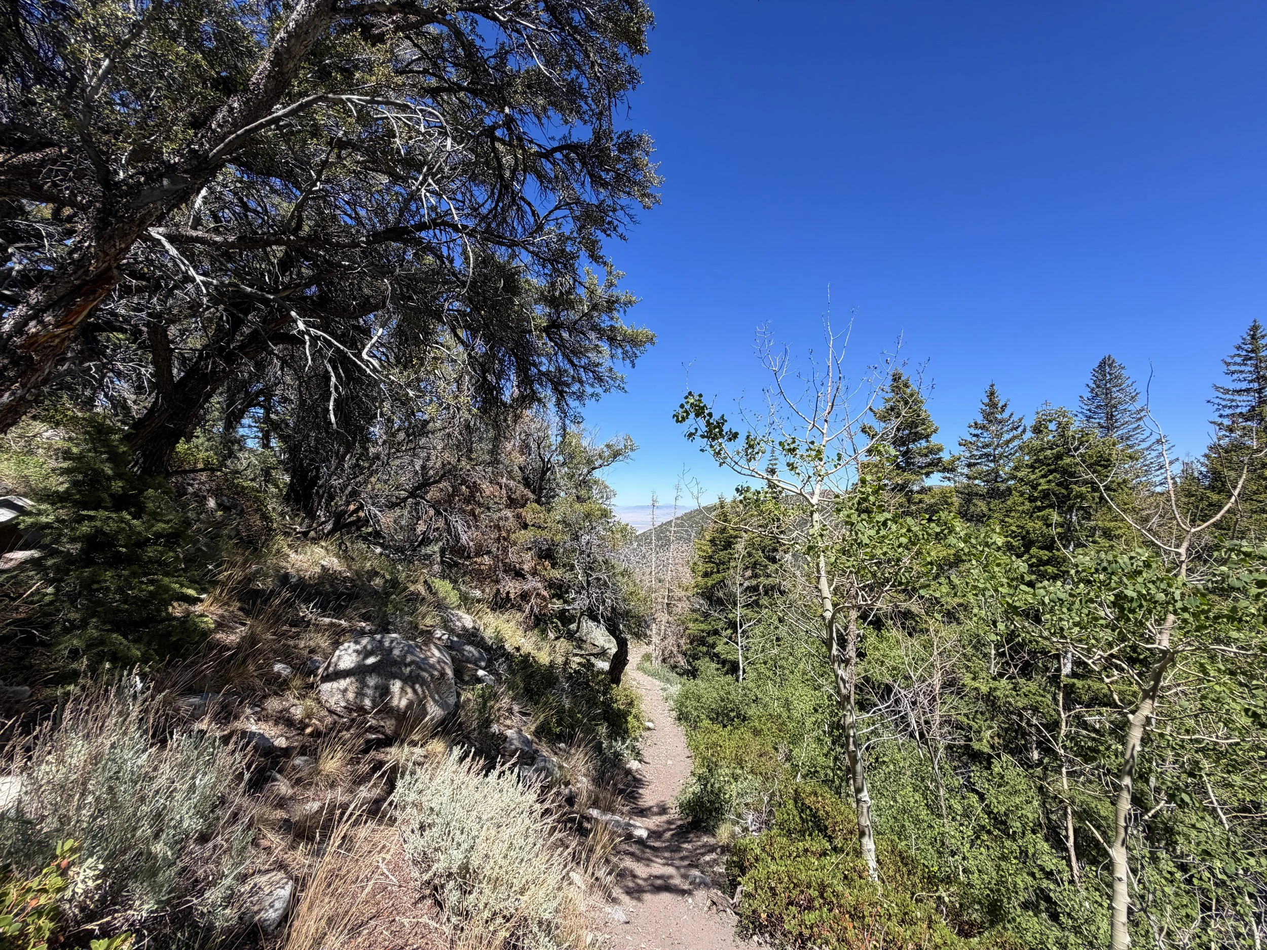 Baker Creek Loop Trail Great Basin National Park Nevada