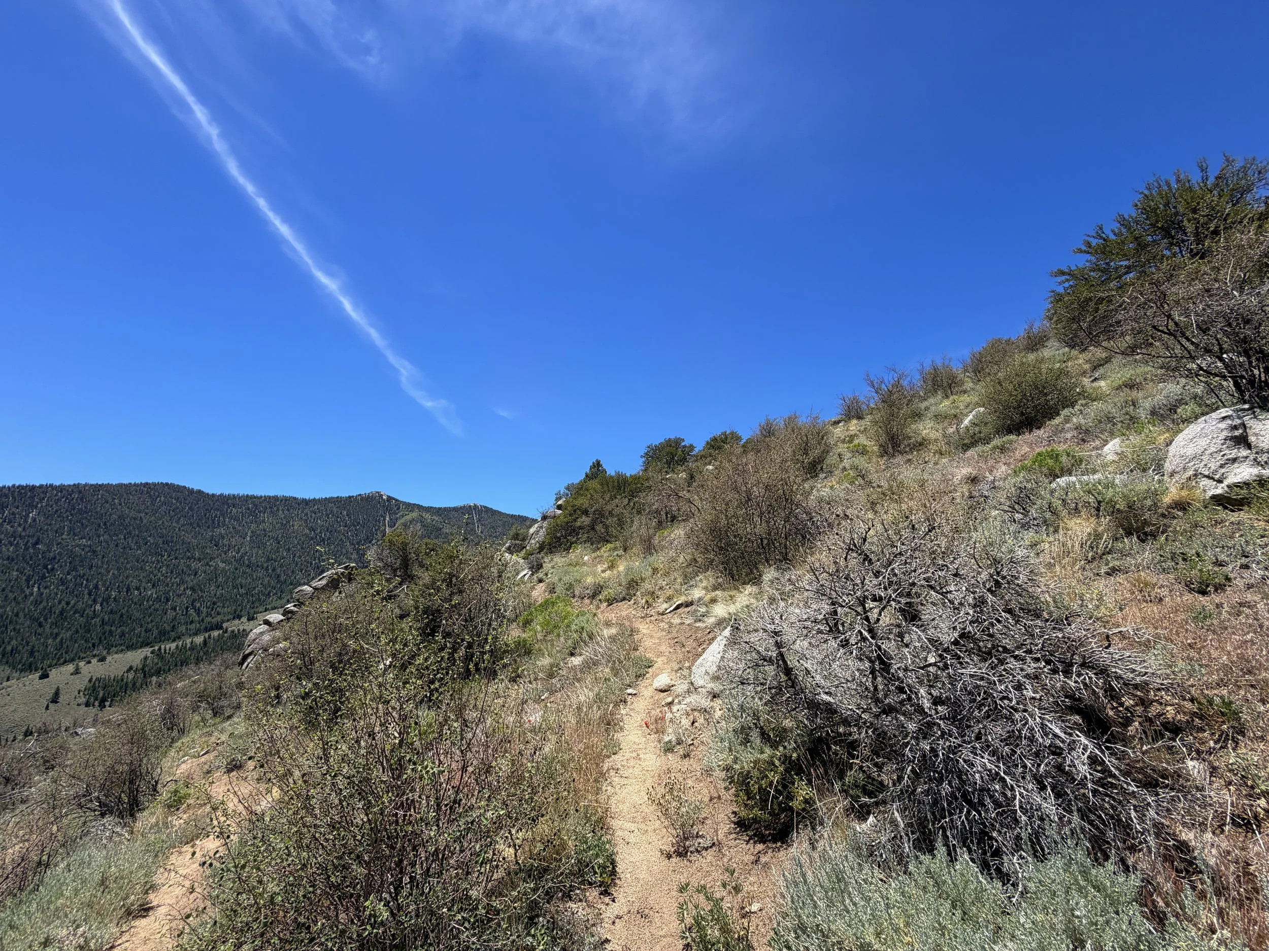 Serviceberry Trail Great Basin National Park Nevada