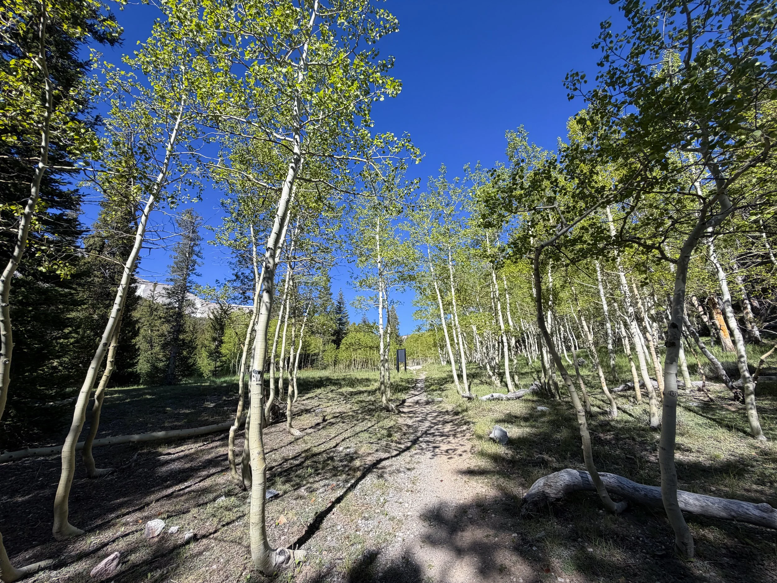 Lehman Creek Trail Great Basin National Park Nevada