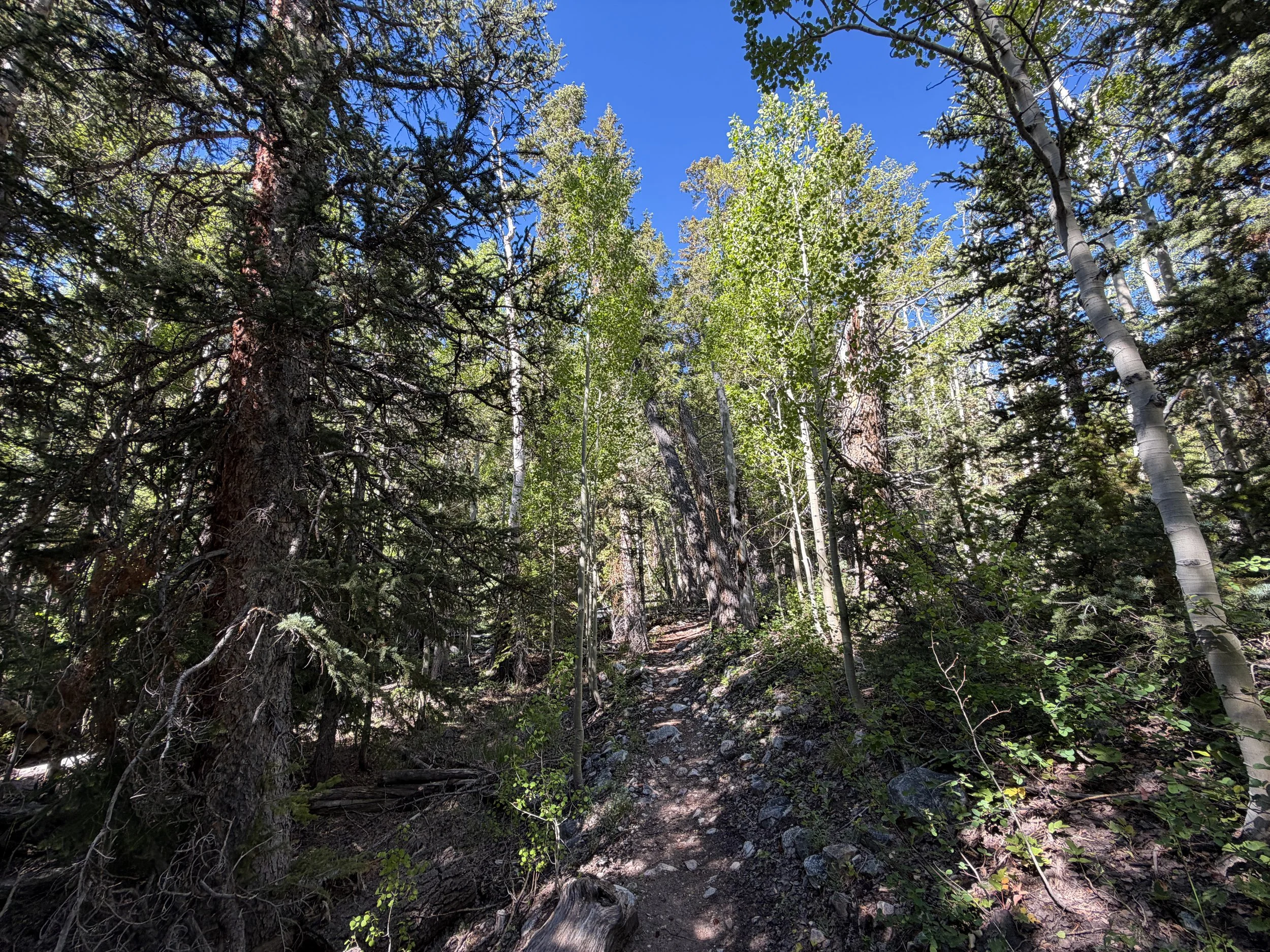 Baker Lake Trail Great Basin National Park Nevada