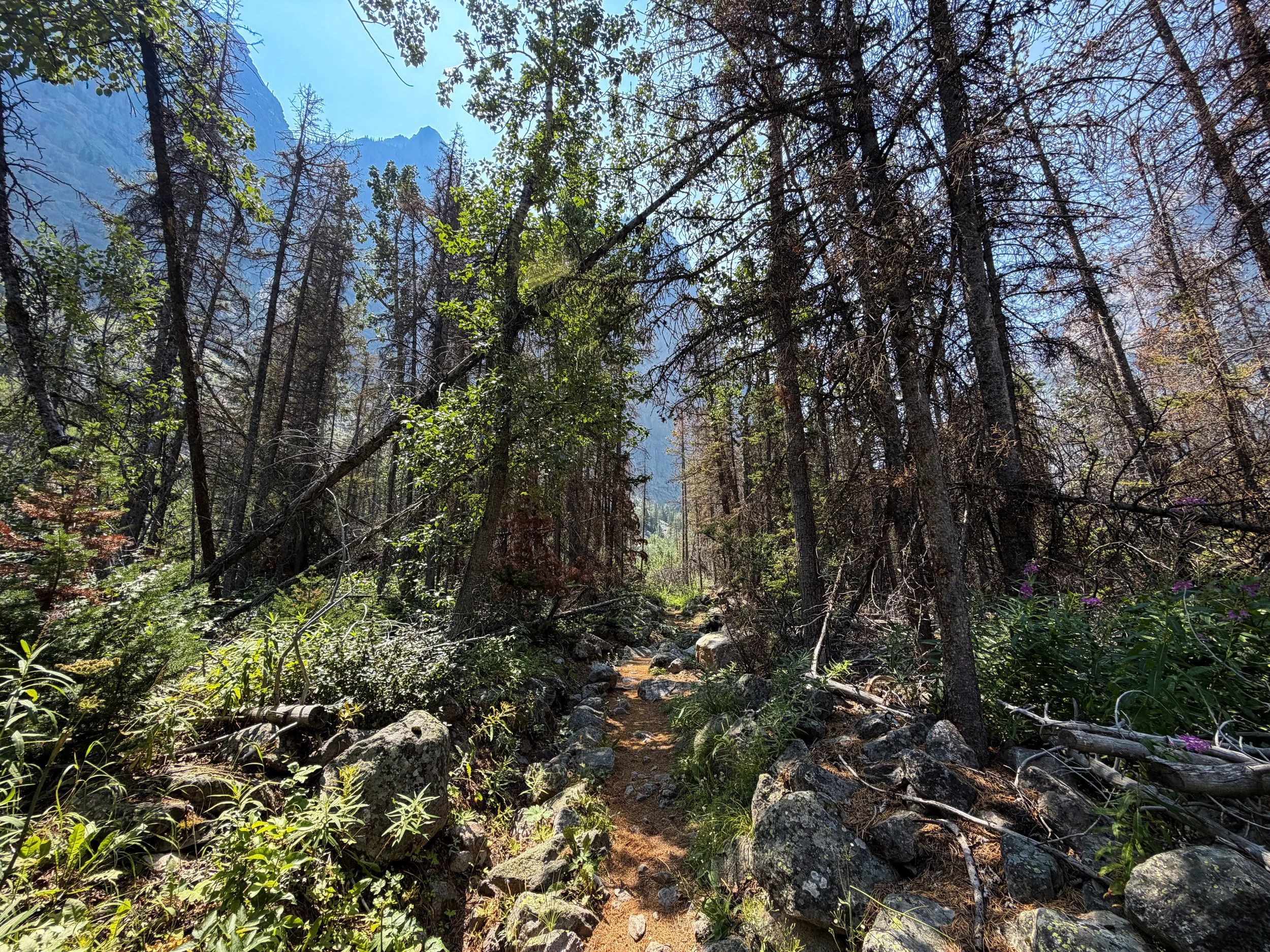 East Rosebud Trail Beaten Path Beartooth Mountains Montana
