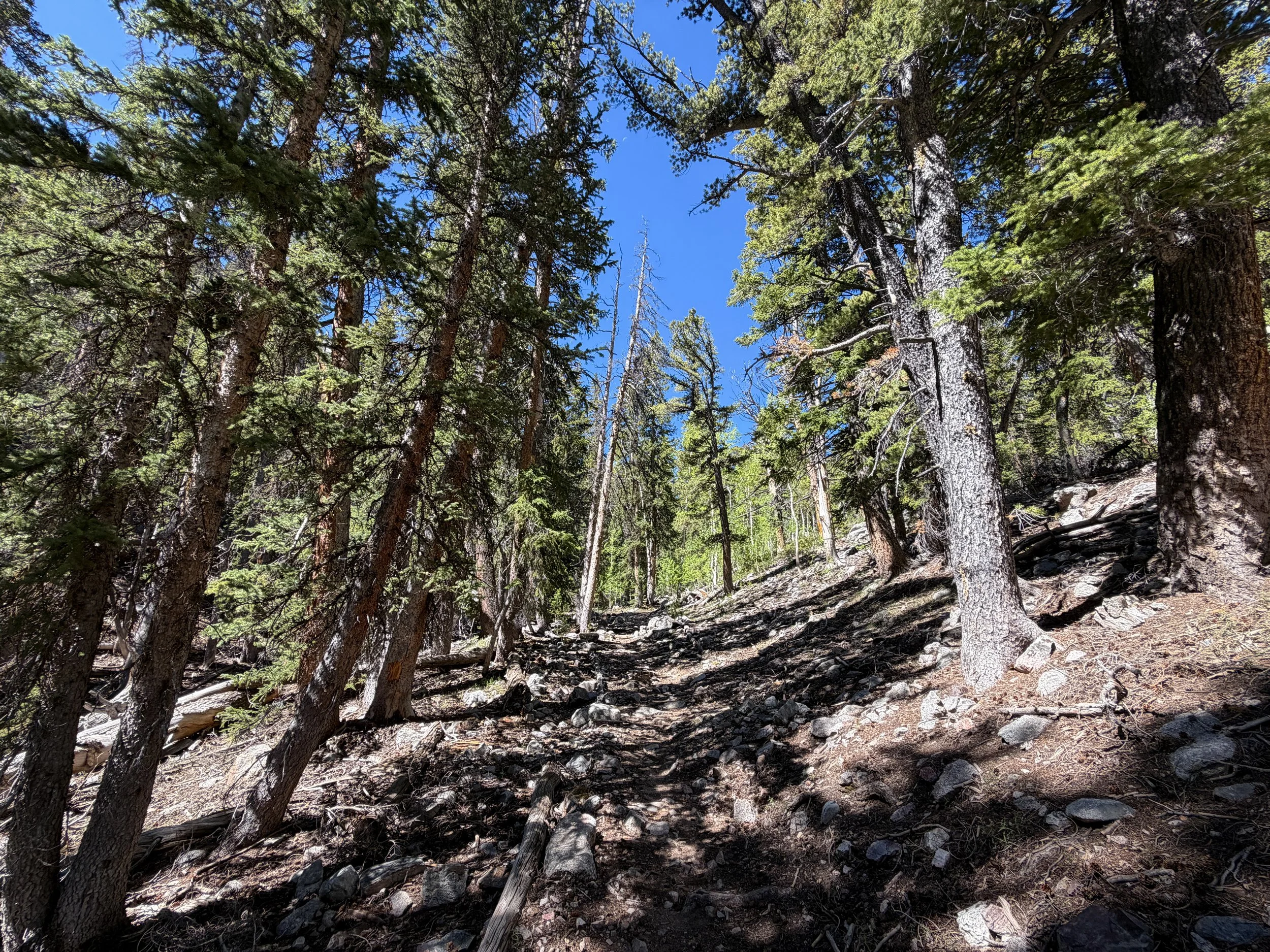 Baker Lake Trail Great Basin National Park Nevada