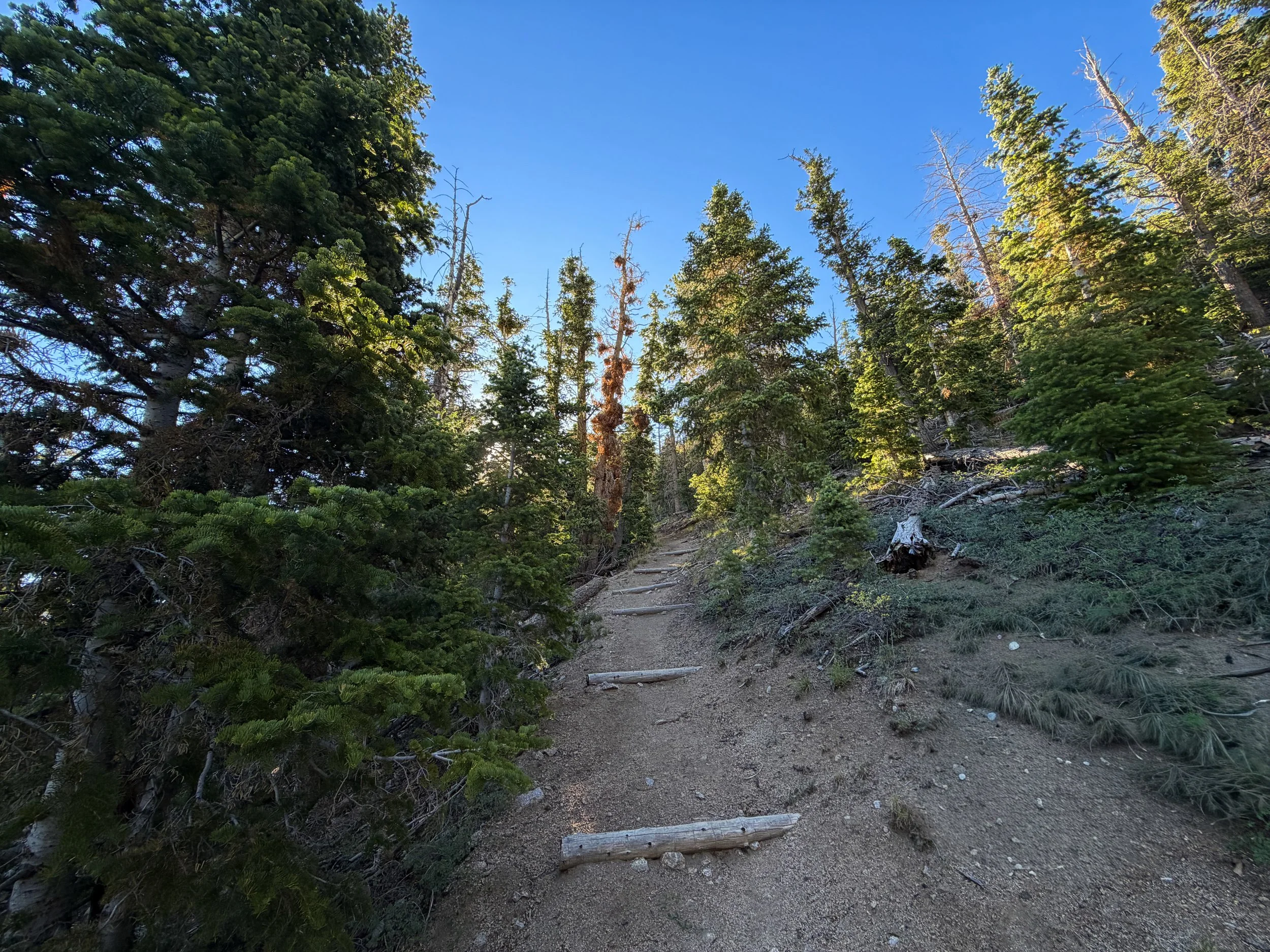 Snake Divide Trail Great Basin National Park Nevada