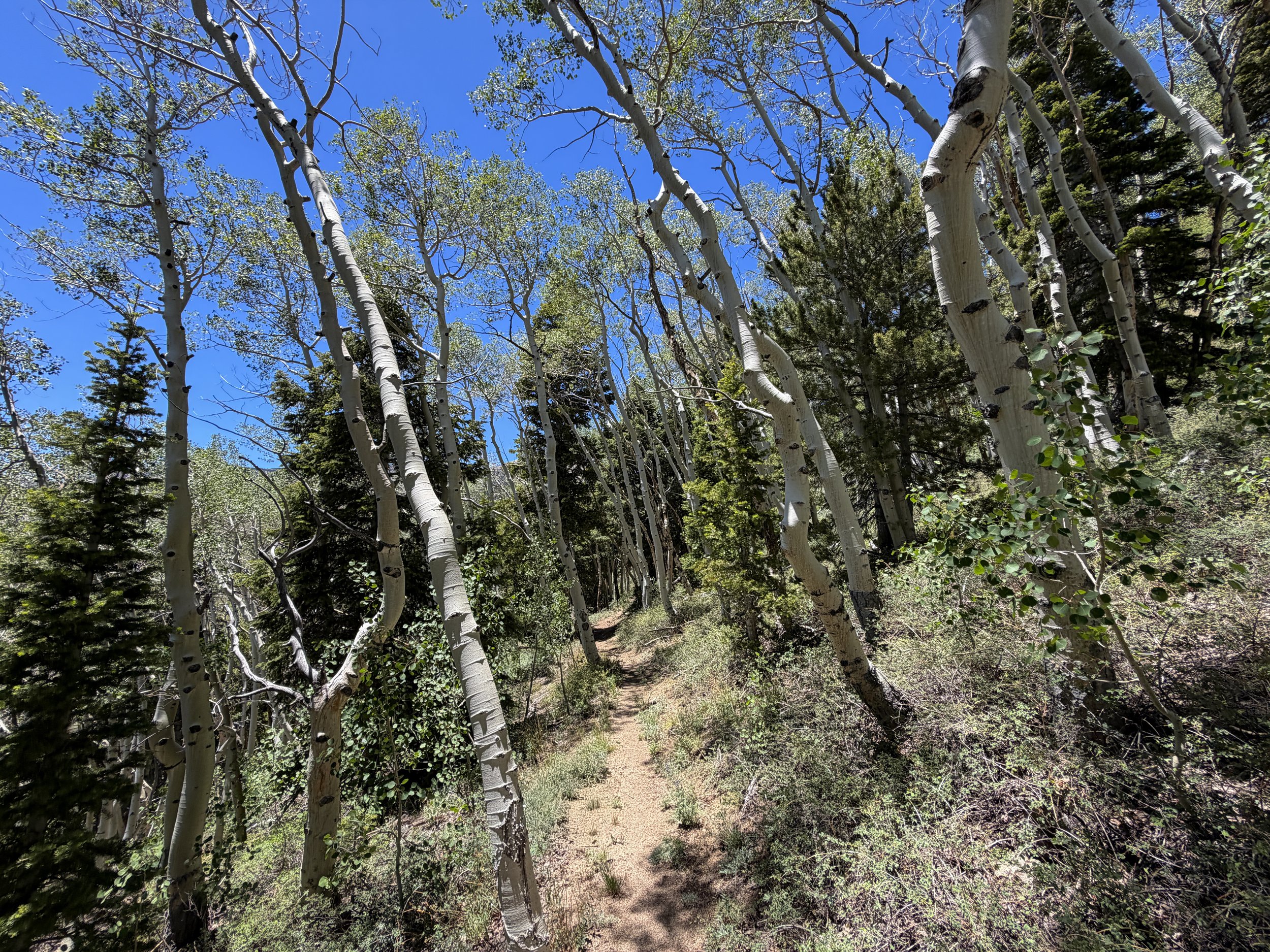 Timber Creek Loop Trail to Johnson Lake Trail Great Basin National Park Nevada