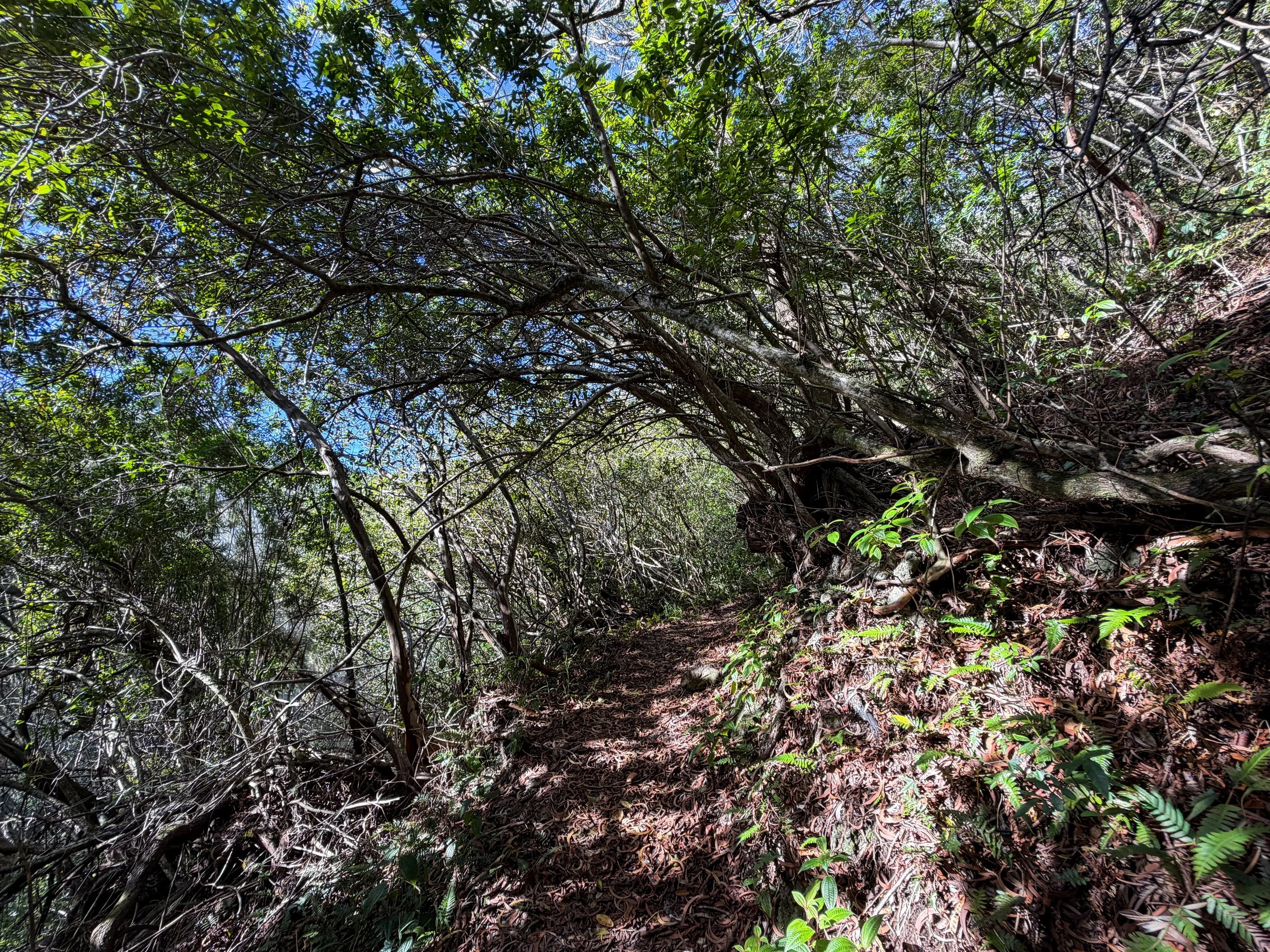 Mokuleia Trail Oahu Hawaii