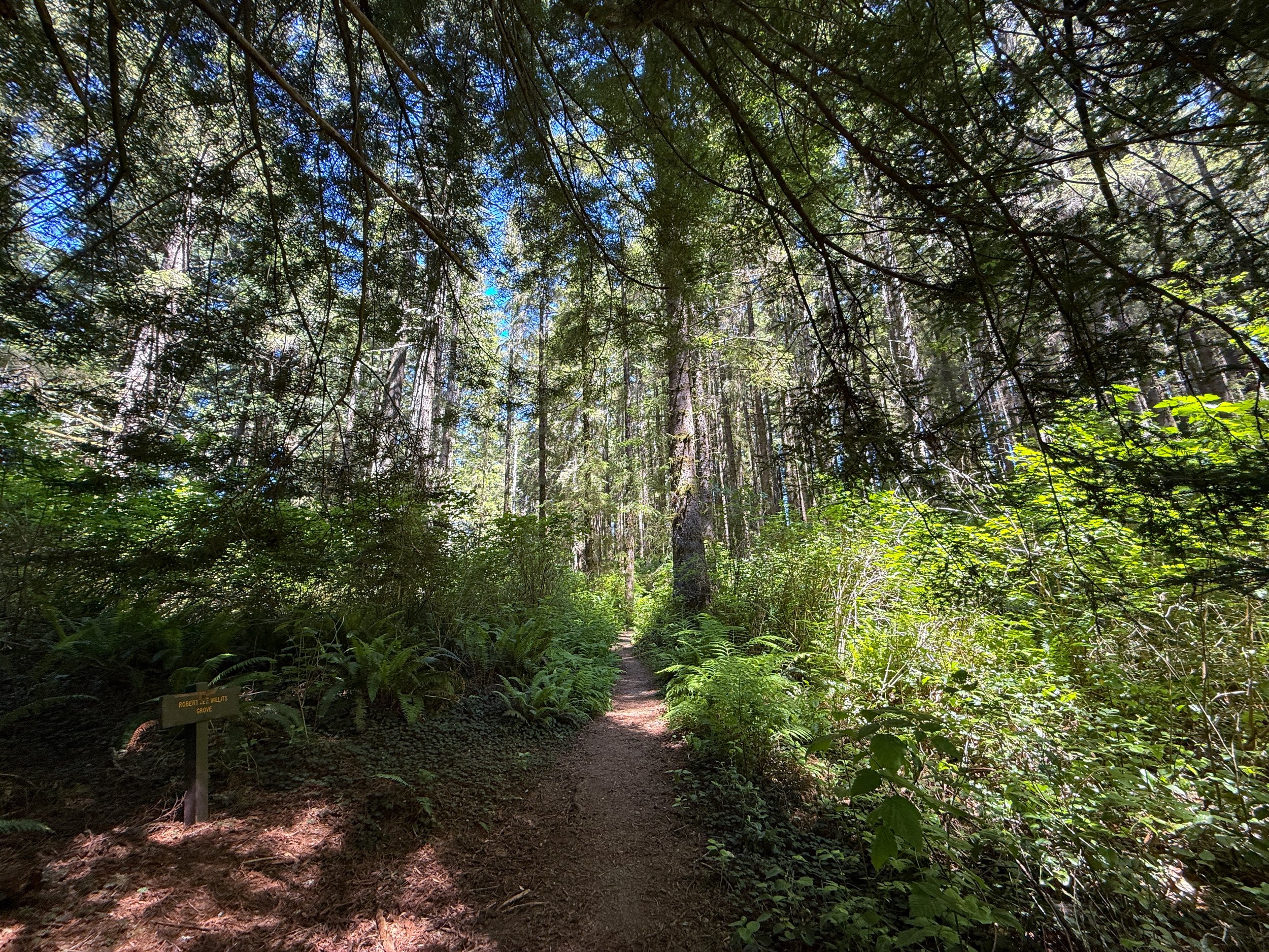 Ossagon Trail Prairie Creek Redwoods State Park California