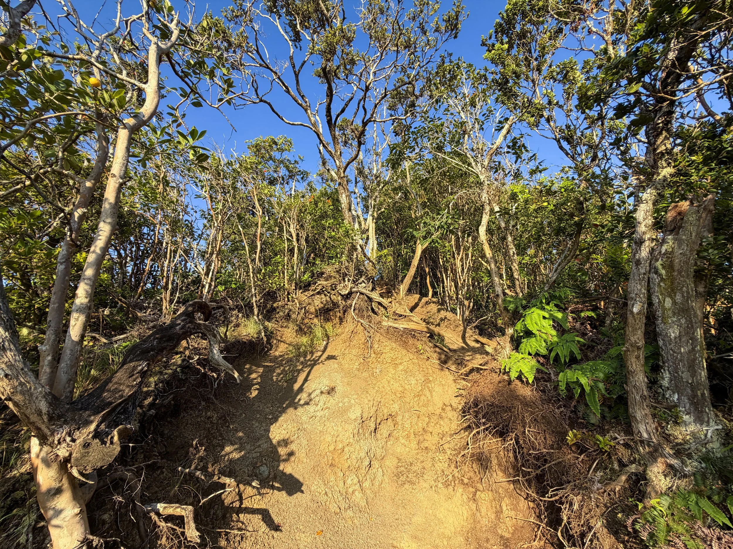 Back Way to Stairway to Heaven Moanalua Middle Ridge Trail Oahu Hawaii