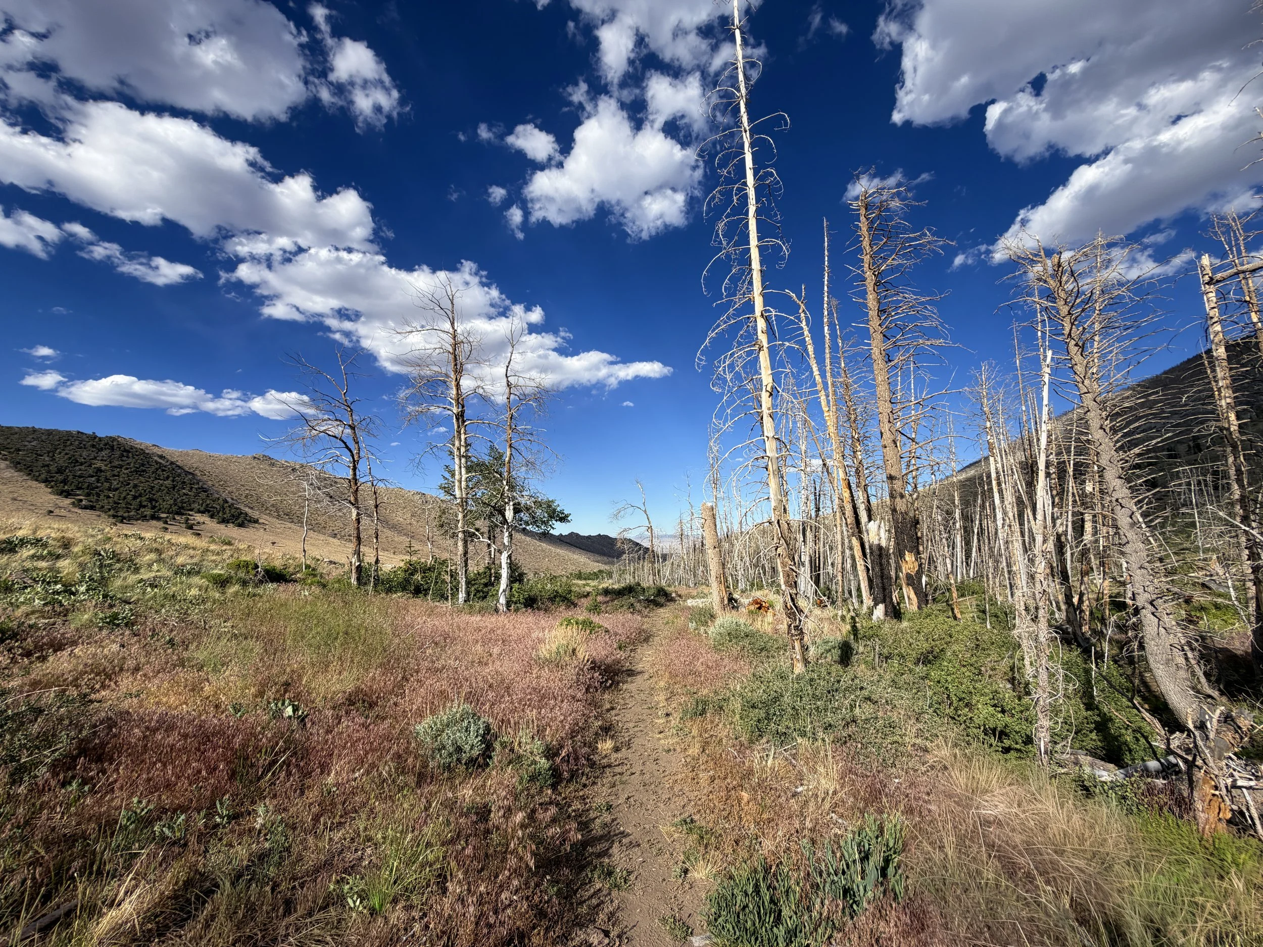 Sage Steppe Loop Trail Great Basin National Park Nevada