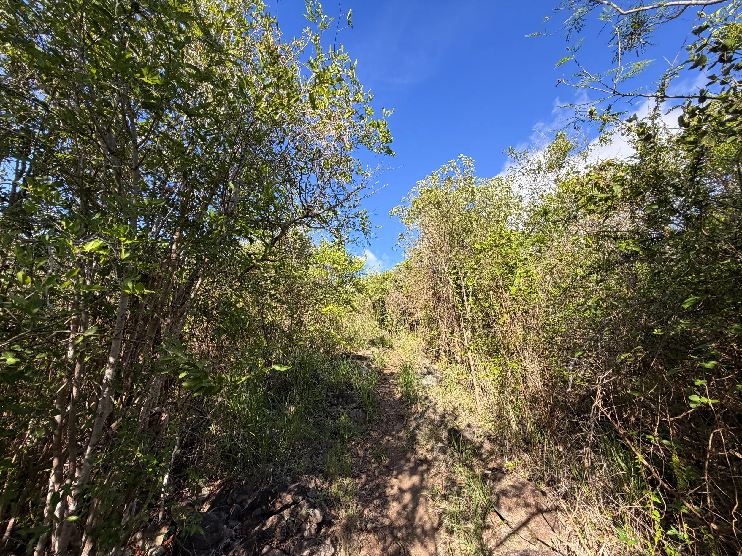 Caneel Hill Spur Trail Virgin Islands National Park