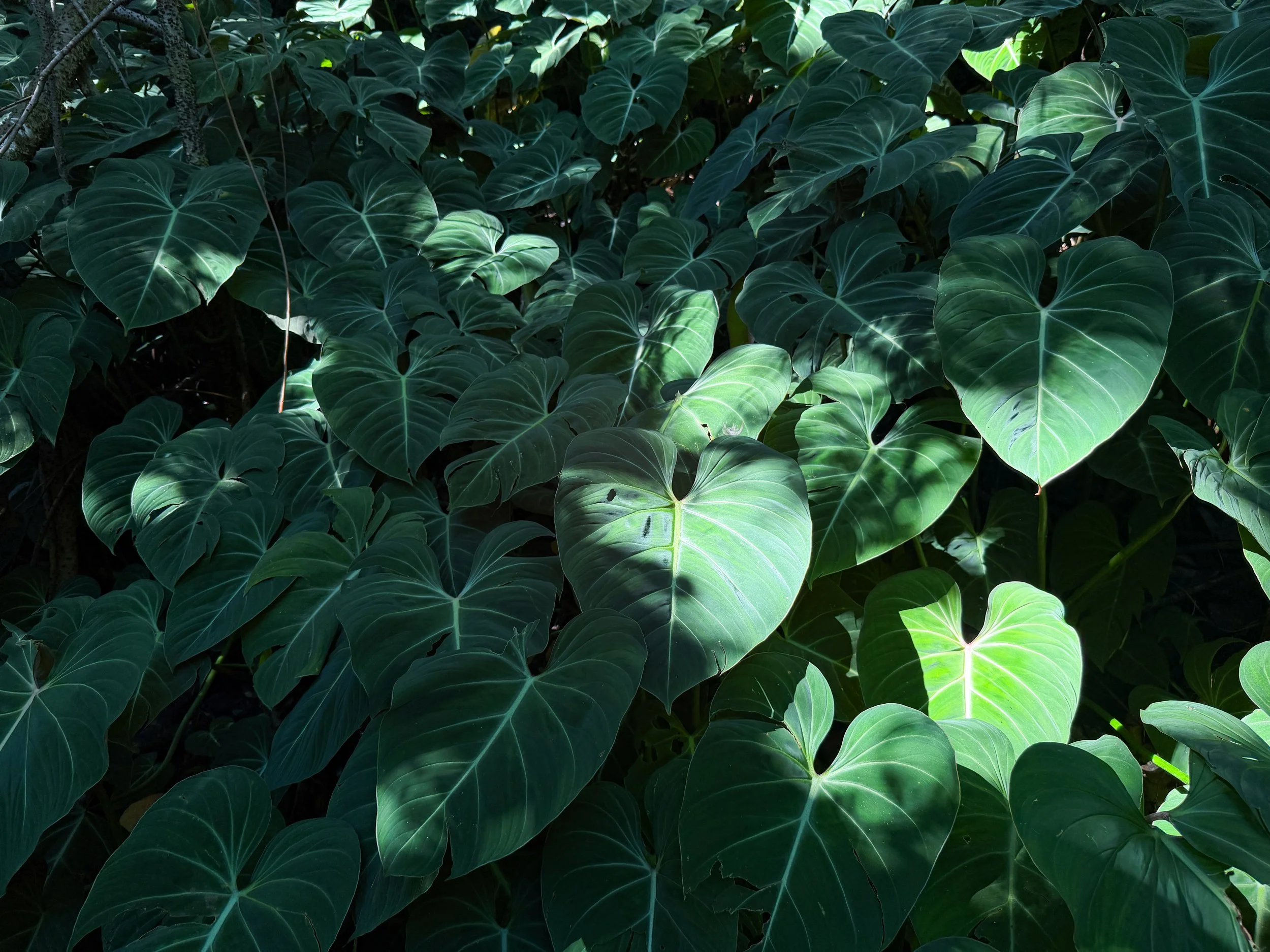 Creeping Velvet Philodendron gloriosum
