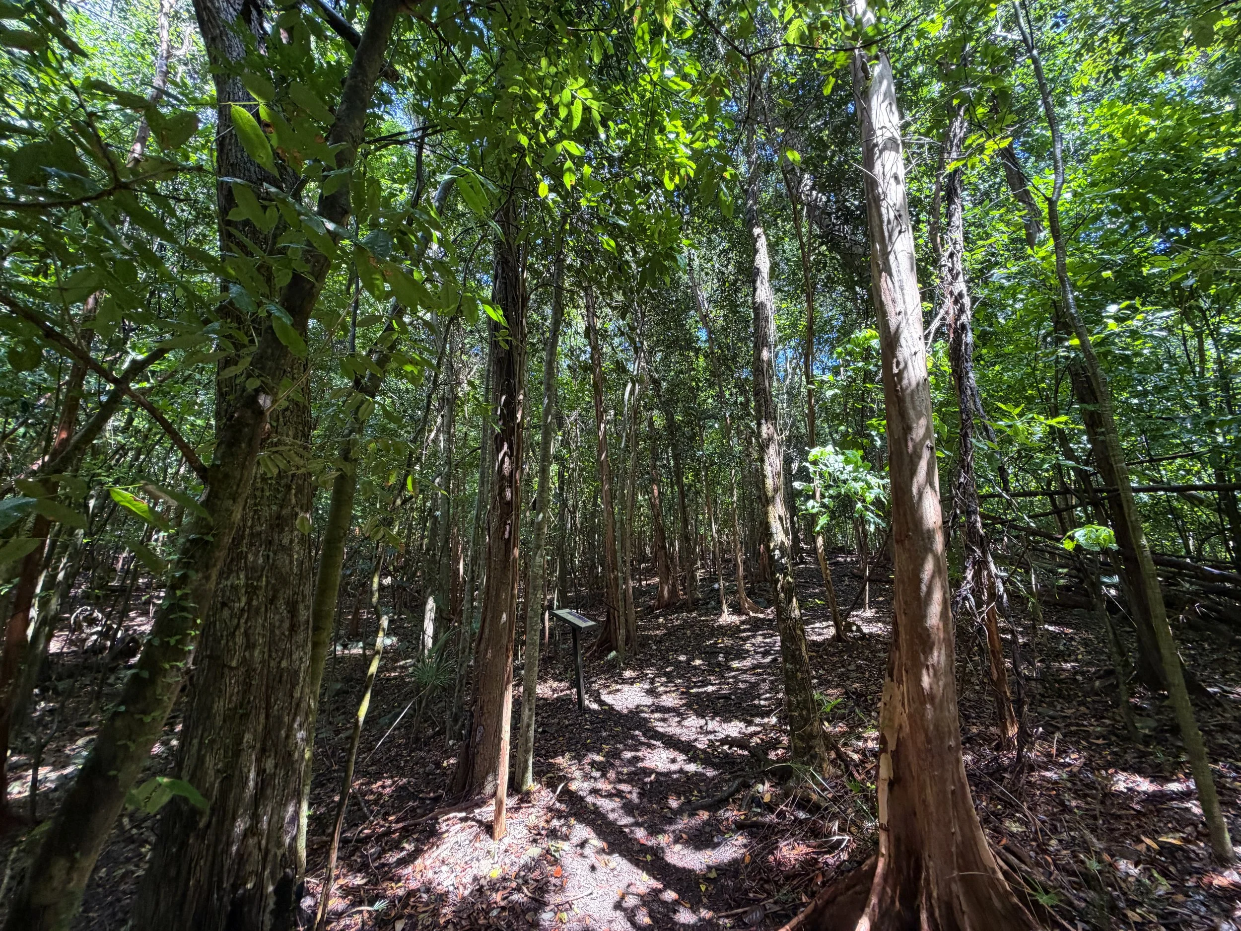 Cinnamon Bay Loop Trail Virgin Islands National Park