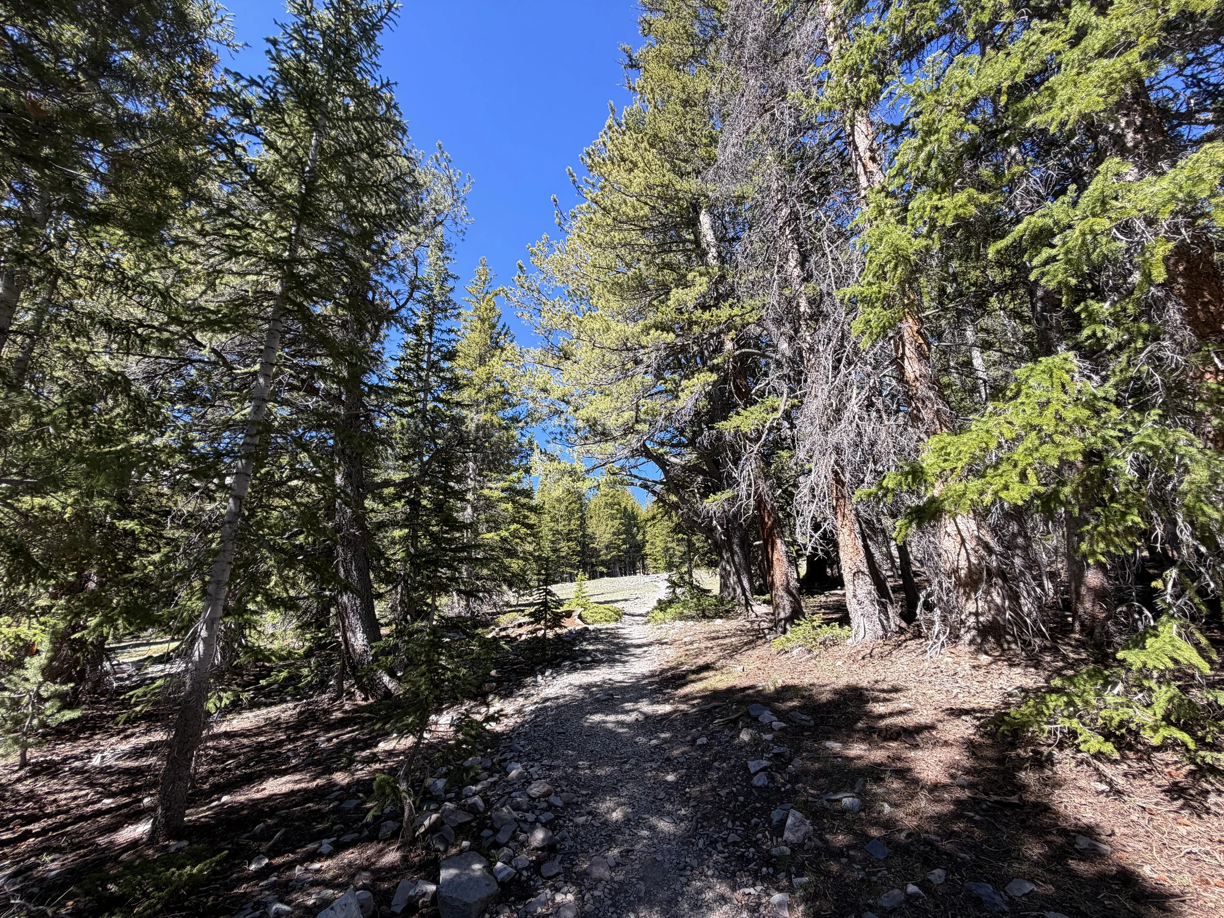 Alpine Lakes Loop Hike Great Basin National Park Nevada