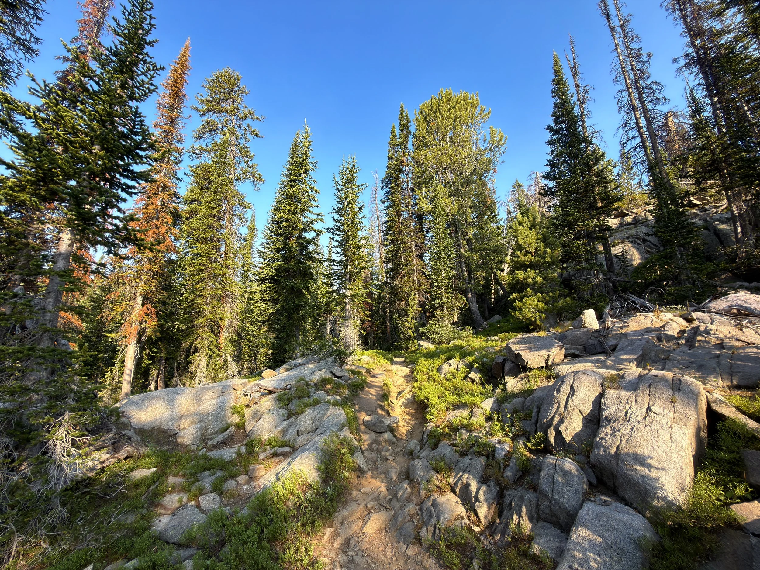 Beaten Path Trail Beartooth Mountains Montana