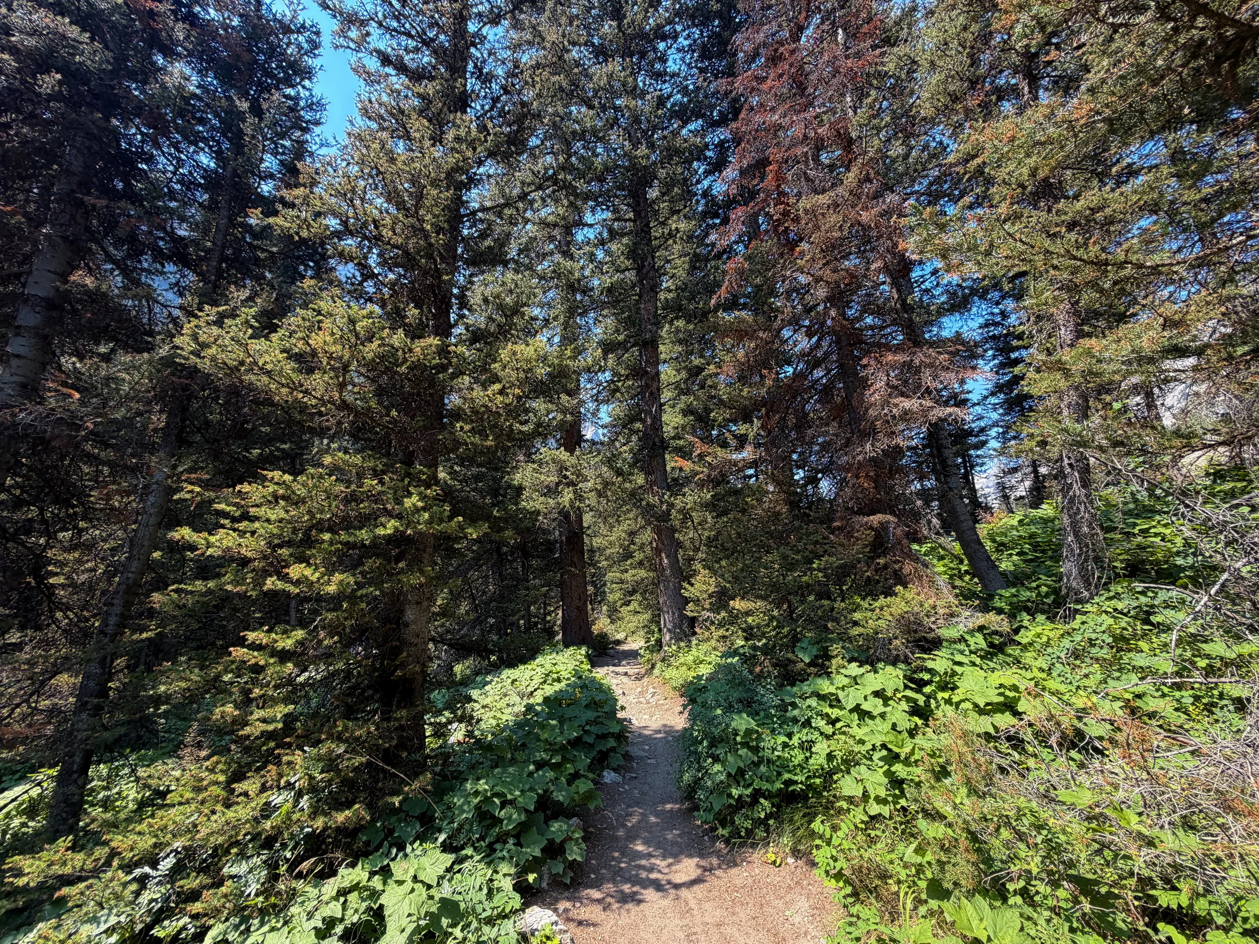 Cascade Canyon Trail Grand Teton National Park Wyoming