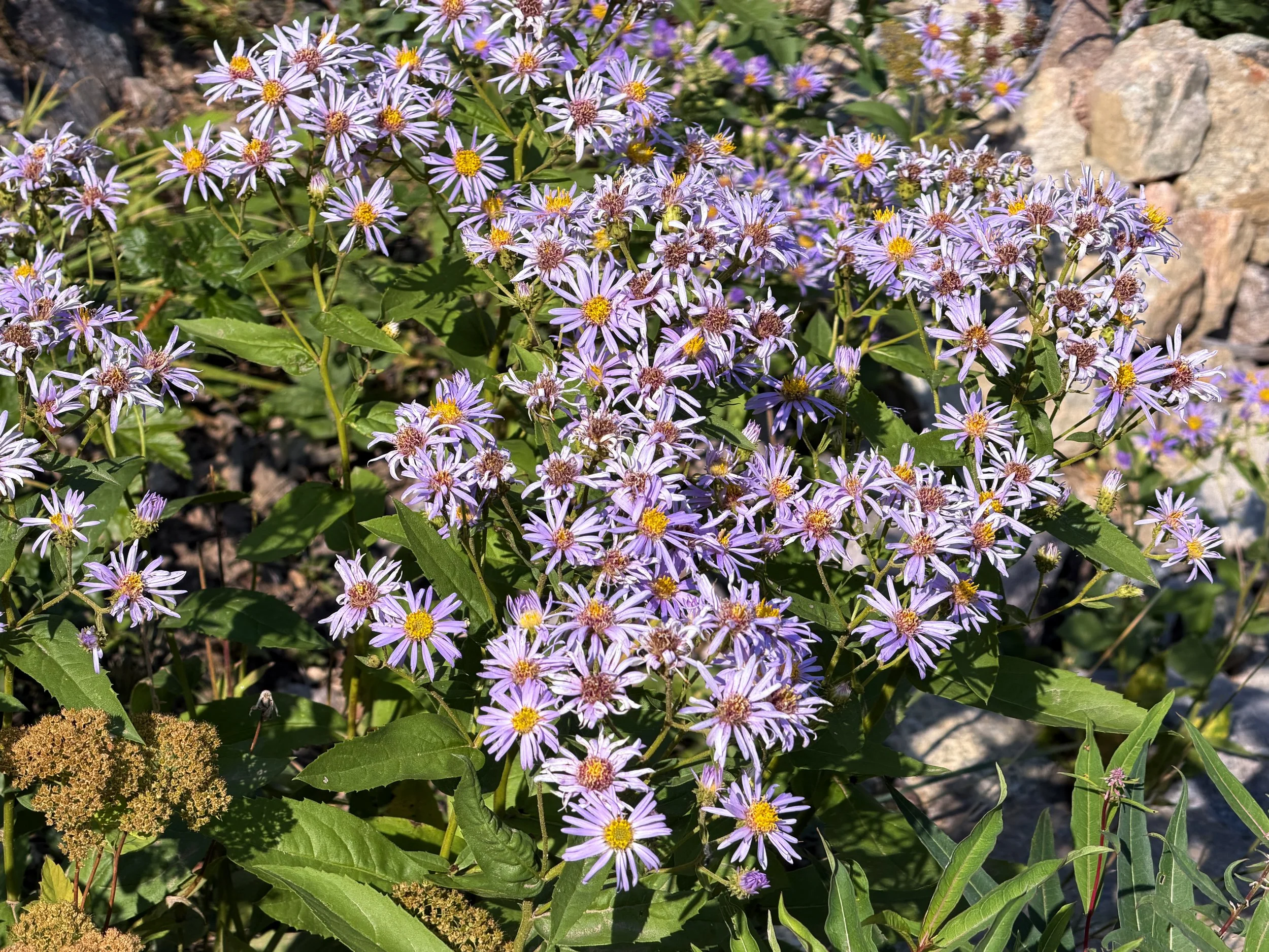 Showy Aster Eurybia conspicua