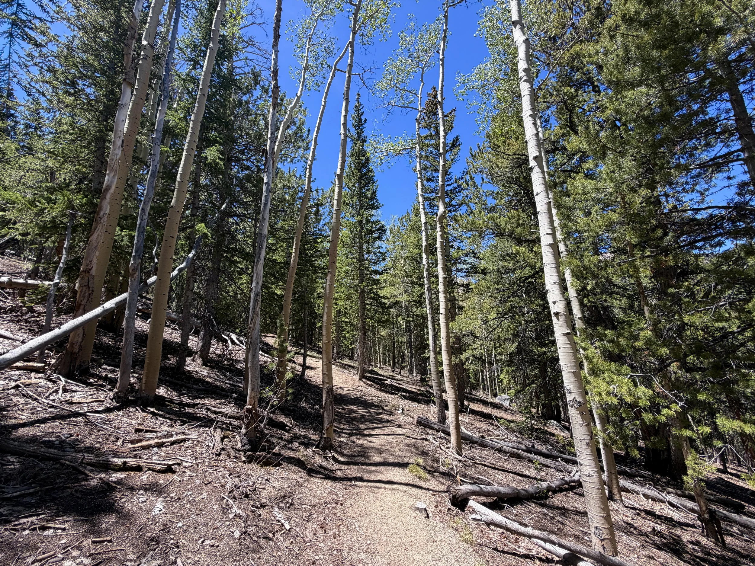 Timber Creek Trail Great Basin National Park Nevada