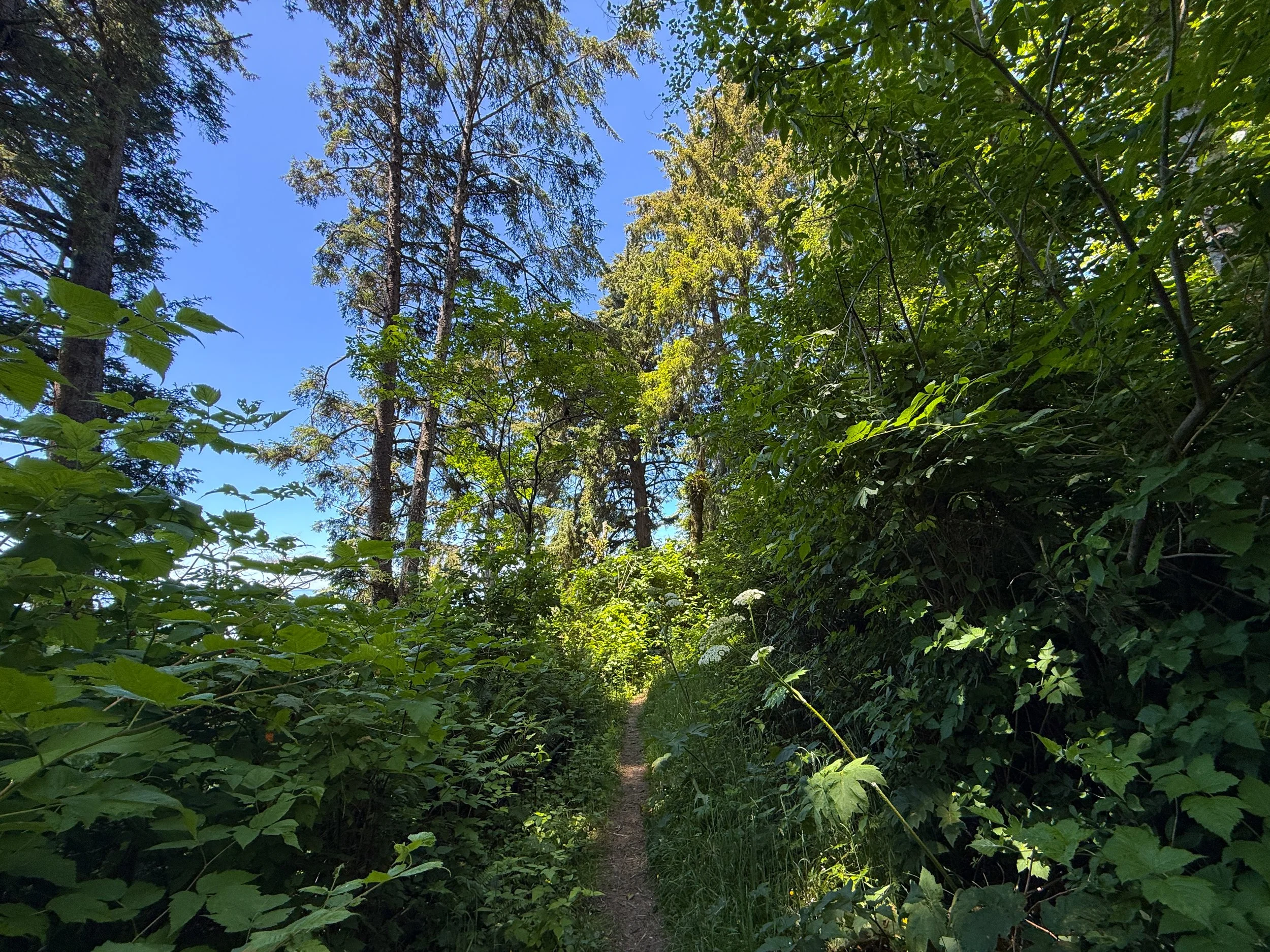 Ossagon Trail Prairie Creek Redwoods State Park California