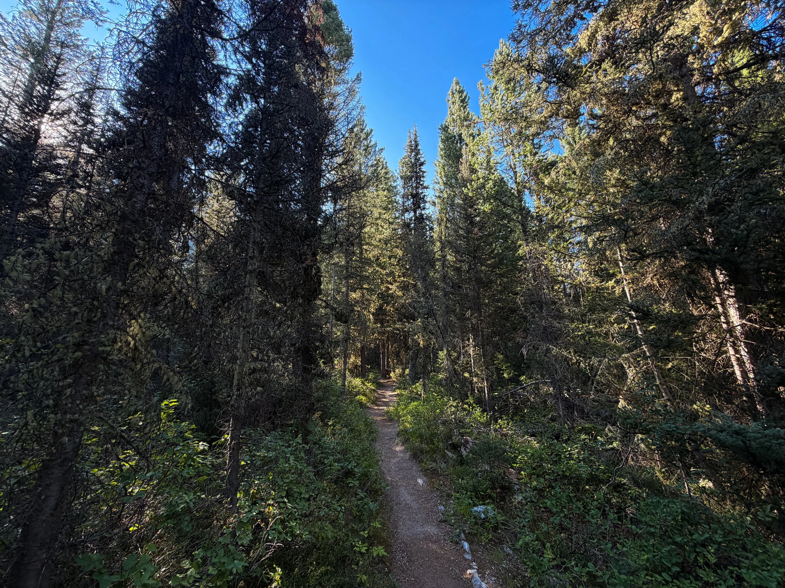 Moose Ponds Trail Grand Teton National Park Wyoming