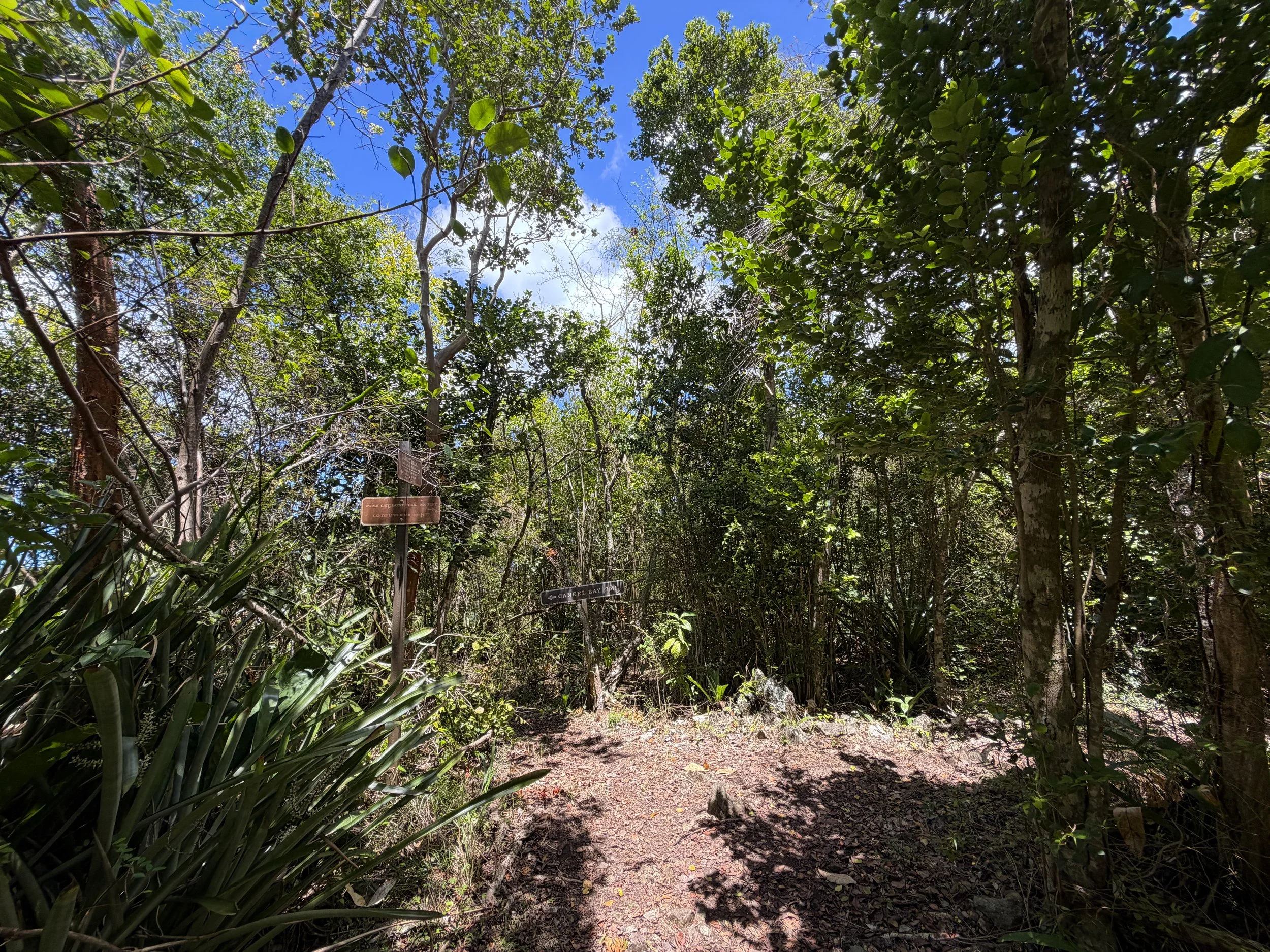 Caneel Hill Trail to North Shore Road Virgin Islands National Park