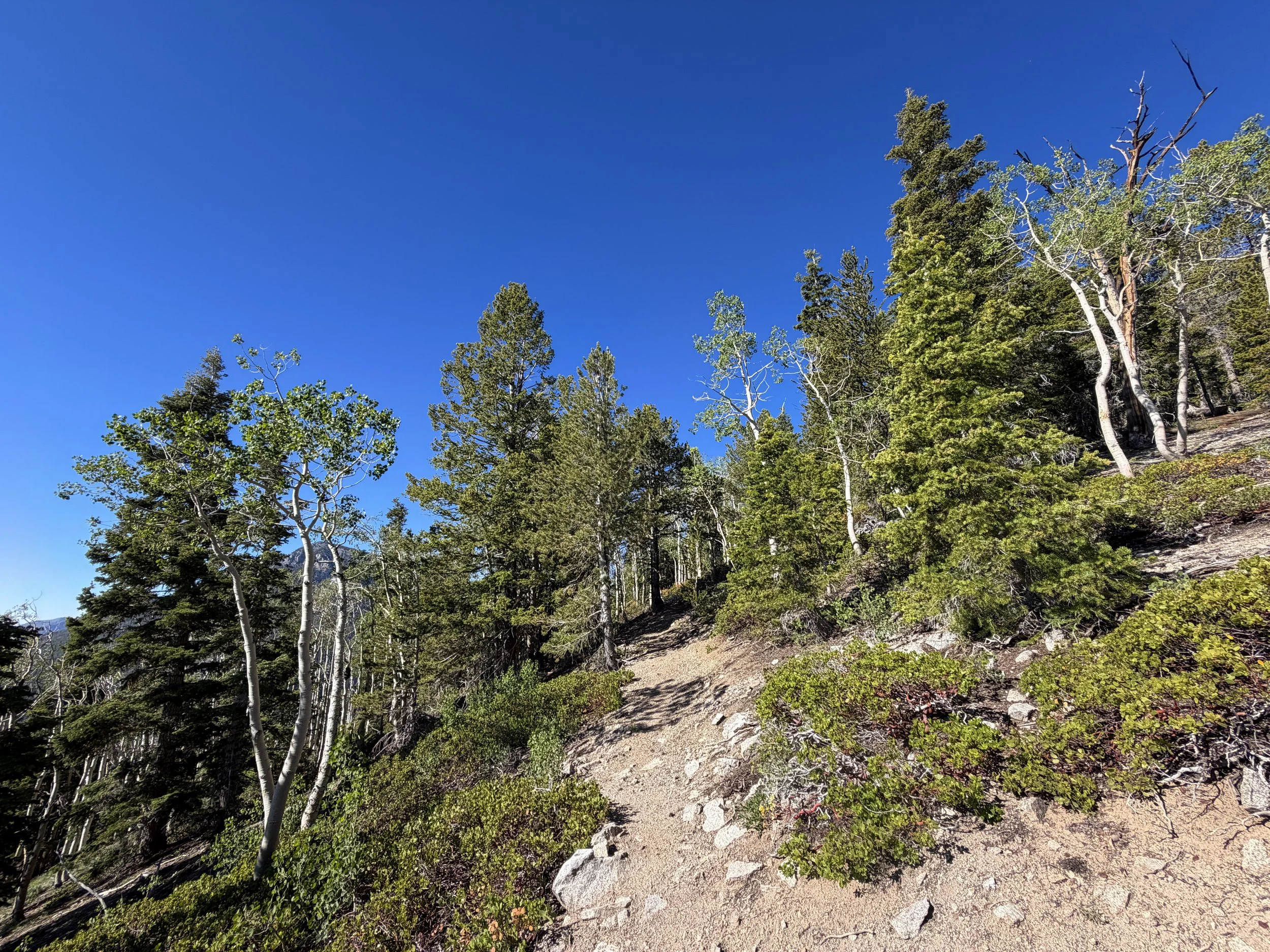 Snake Divide Trail to Magic Grove Great Basin National Park Nevada