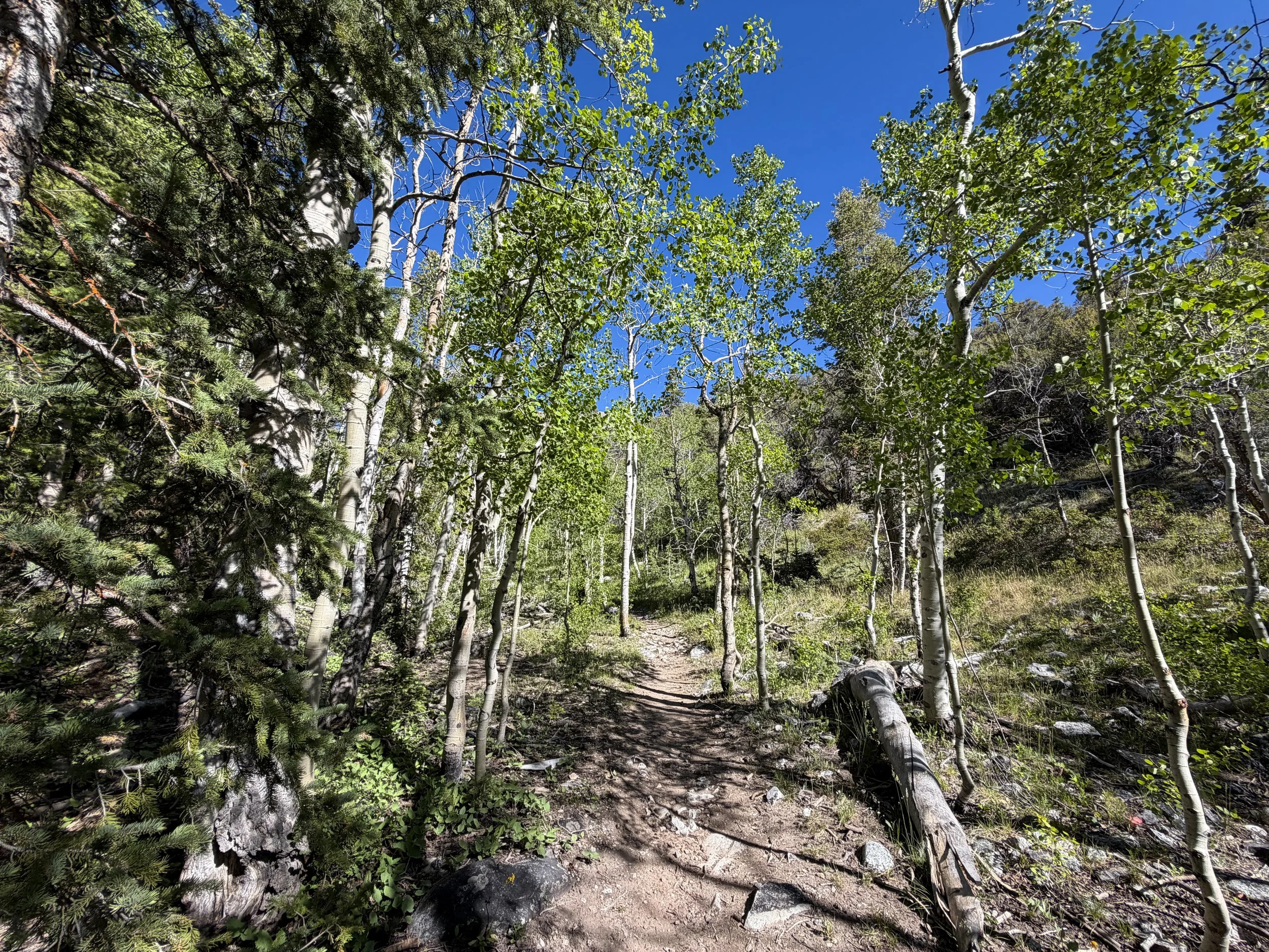 Baker Lake Trail Great Basin National Park Nevada