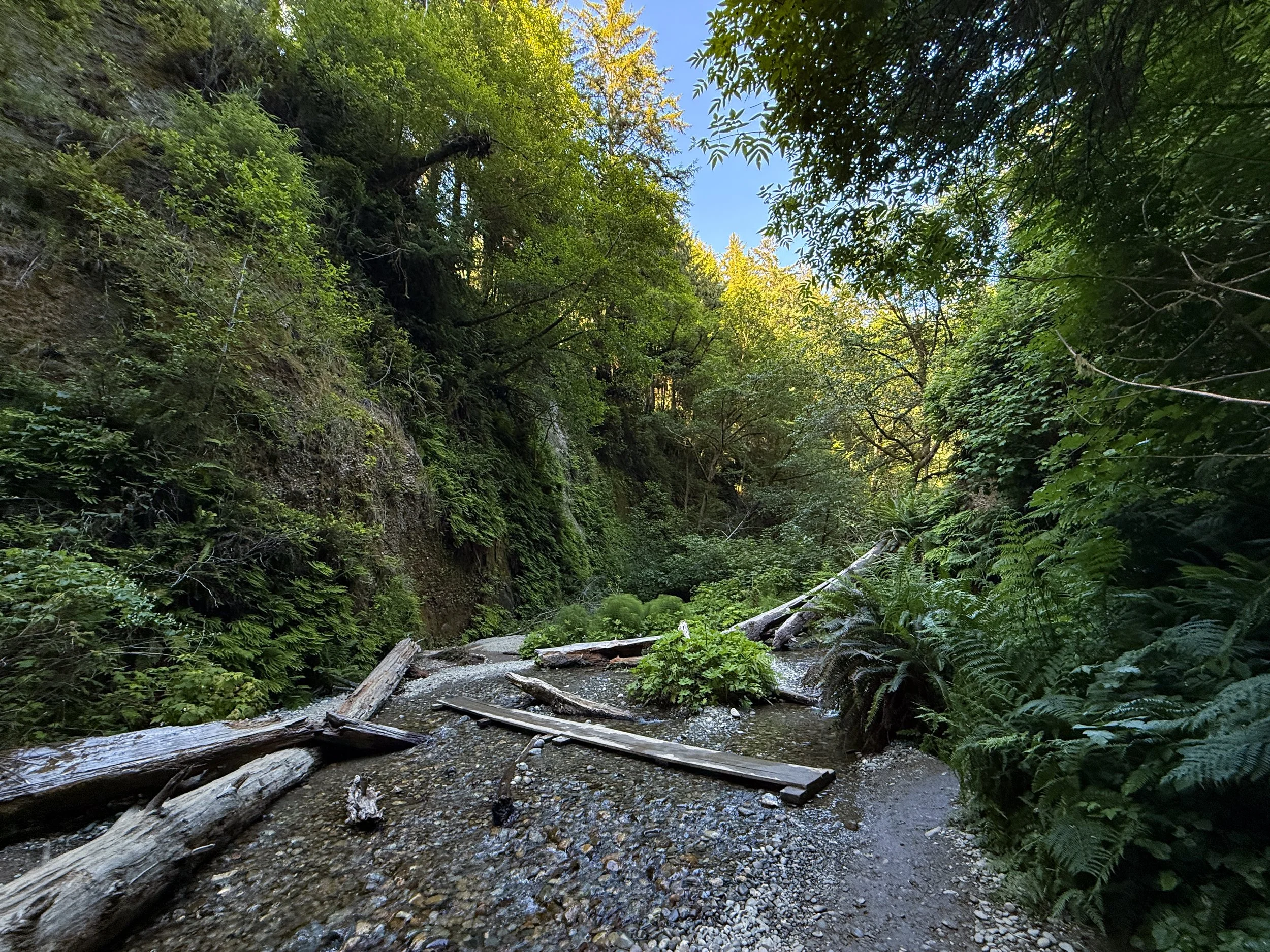 Fern Canyon Trail Prairie Creek Redwoods State Park California