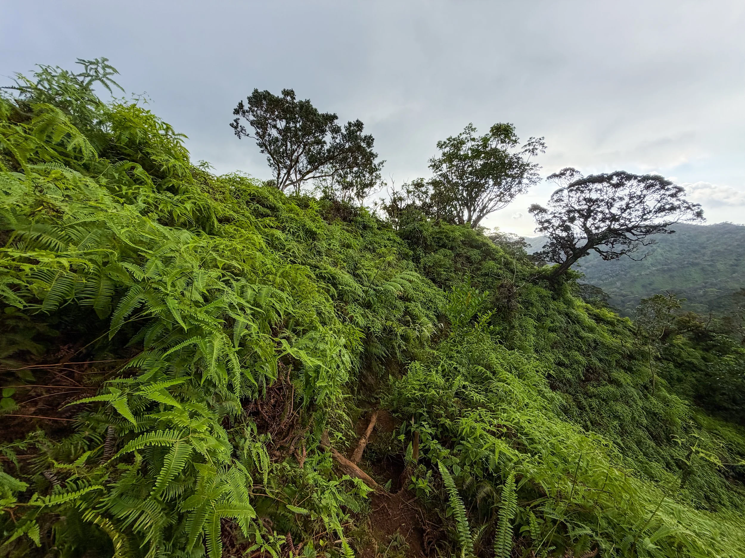 Kaau Crater Trail Oahu Hawaii