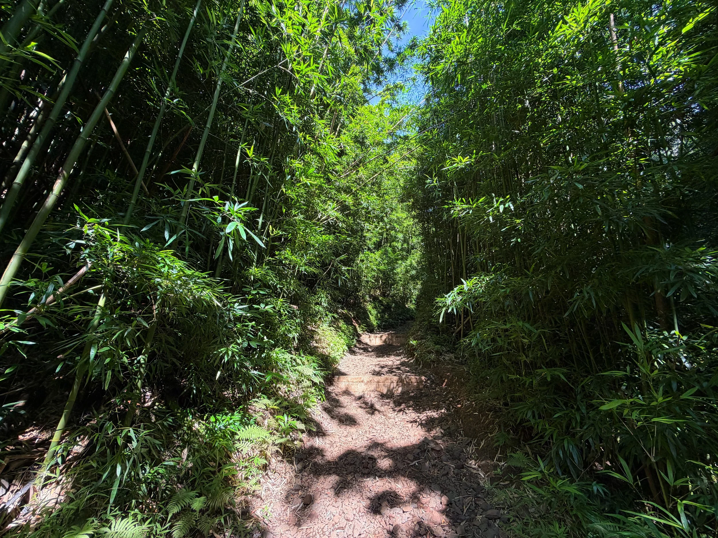 Manoa Falls Trail Oahu Hawaii