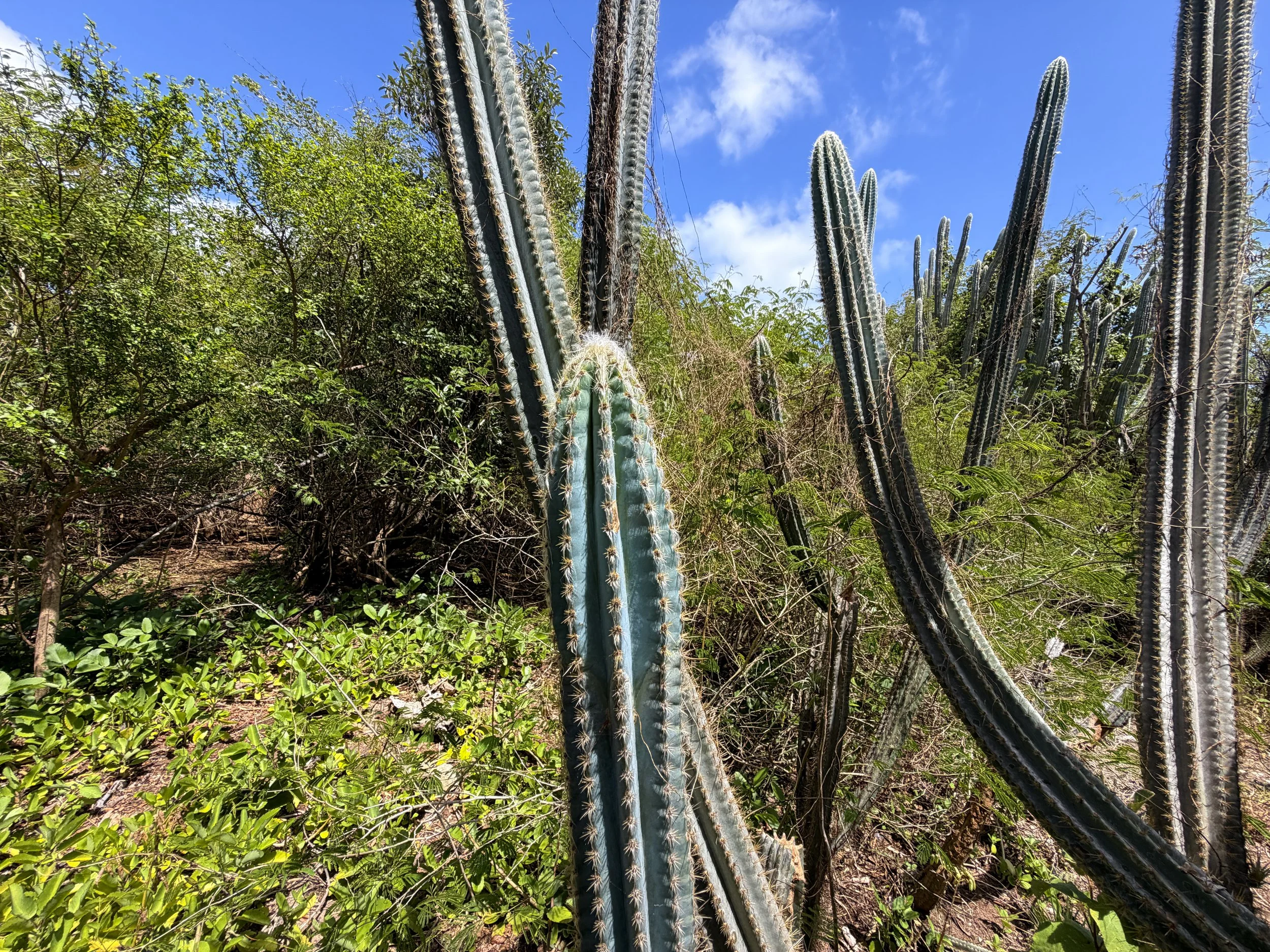 Tree Cactus Pilosocereus armatus