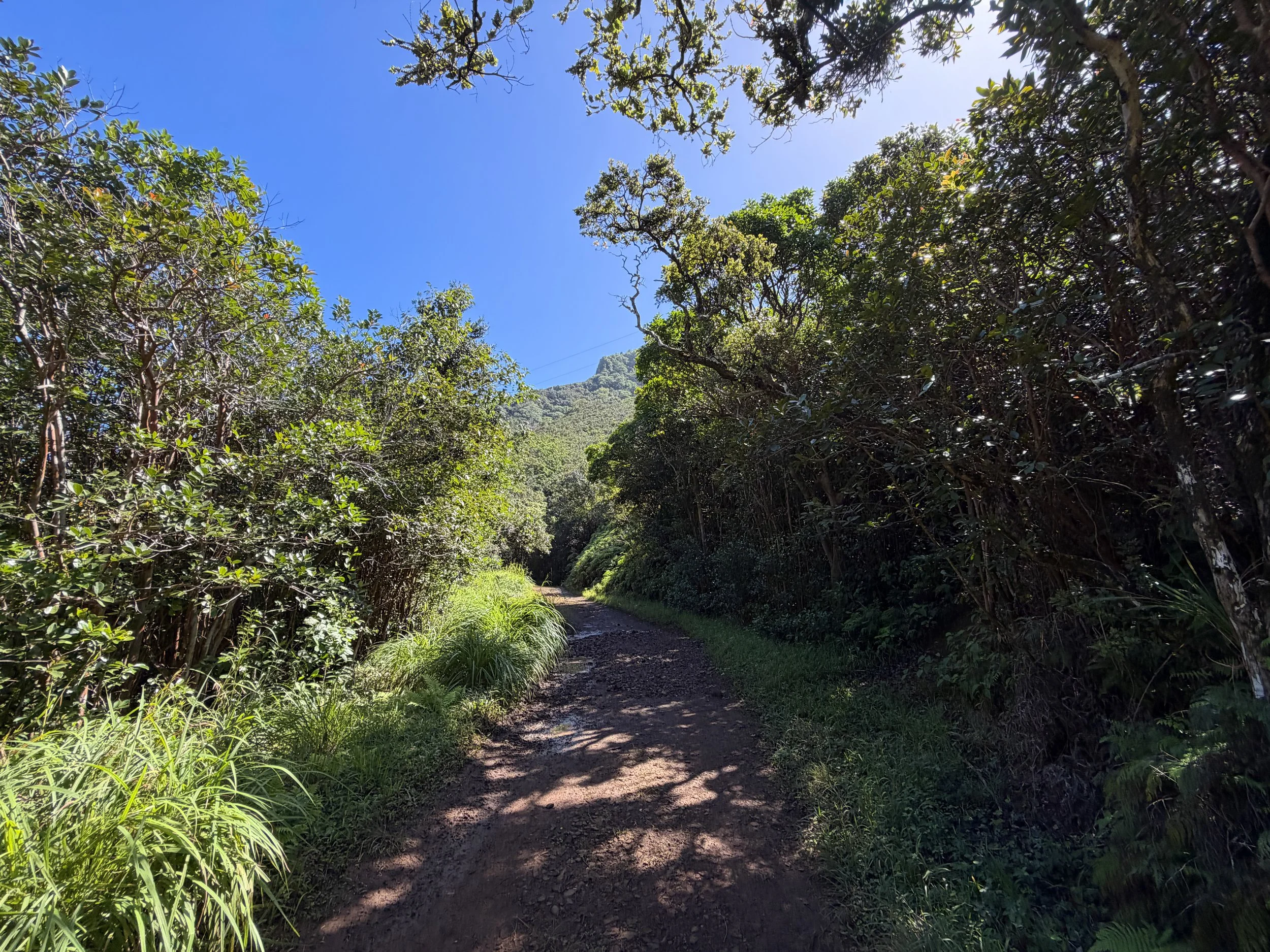 Moanalua Valley to Tripler Ridge Trail Oahu Hawaii