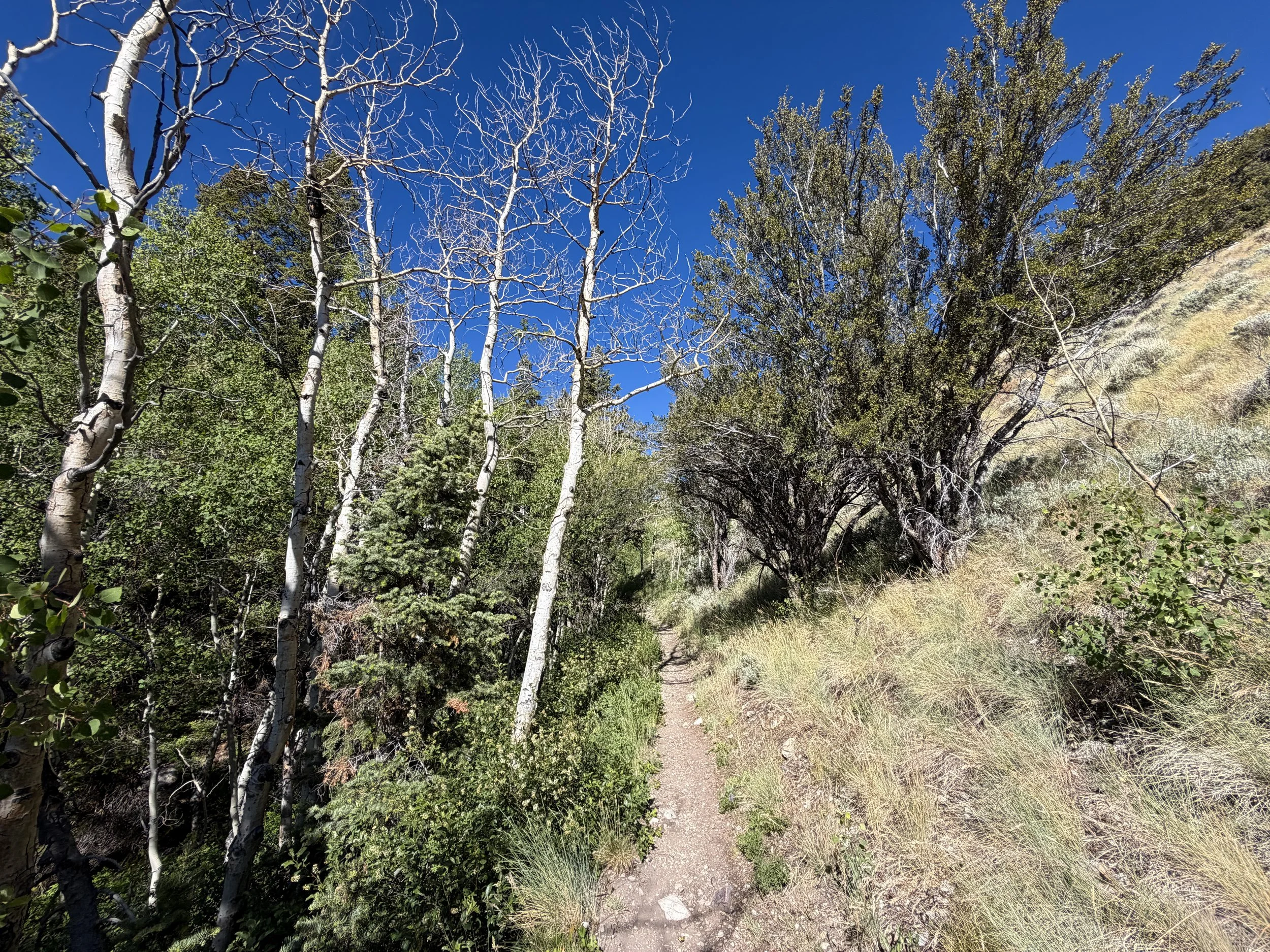 Baker Lake Trail Great Basin National Park Nevada