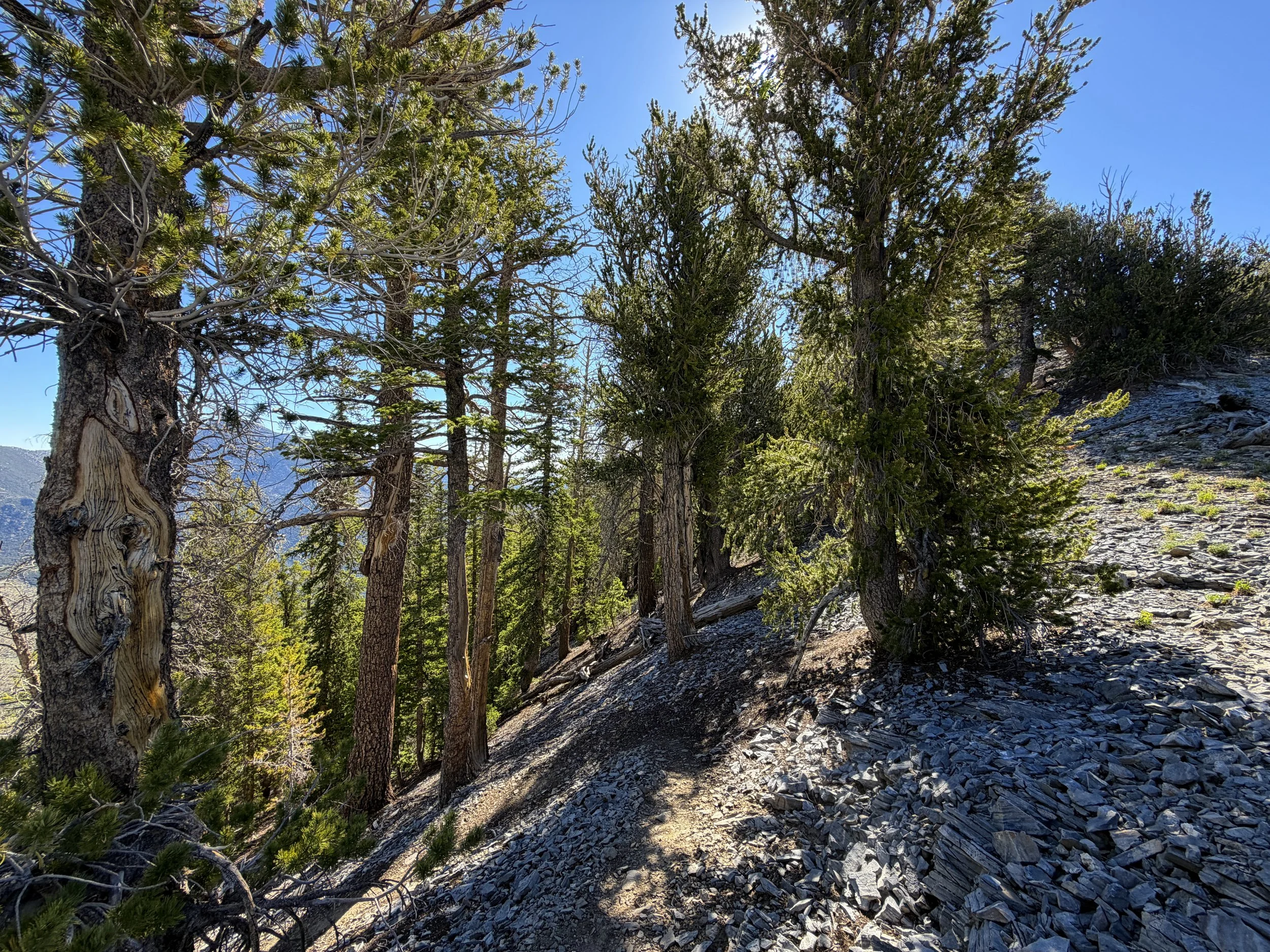Snake Divide Trail to Magic Grove Great Basin National Park Nevada