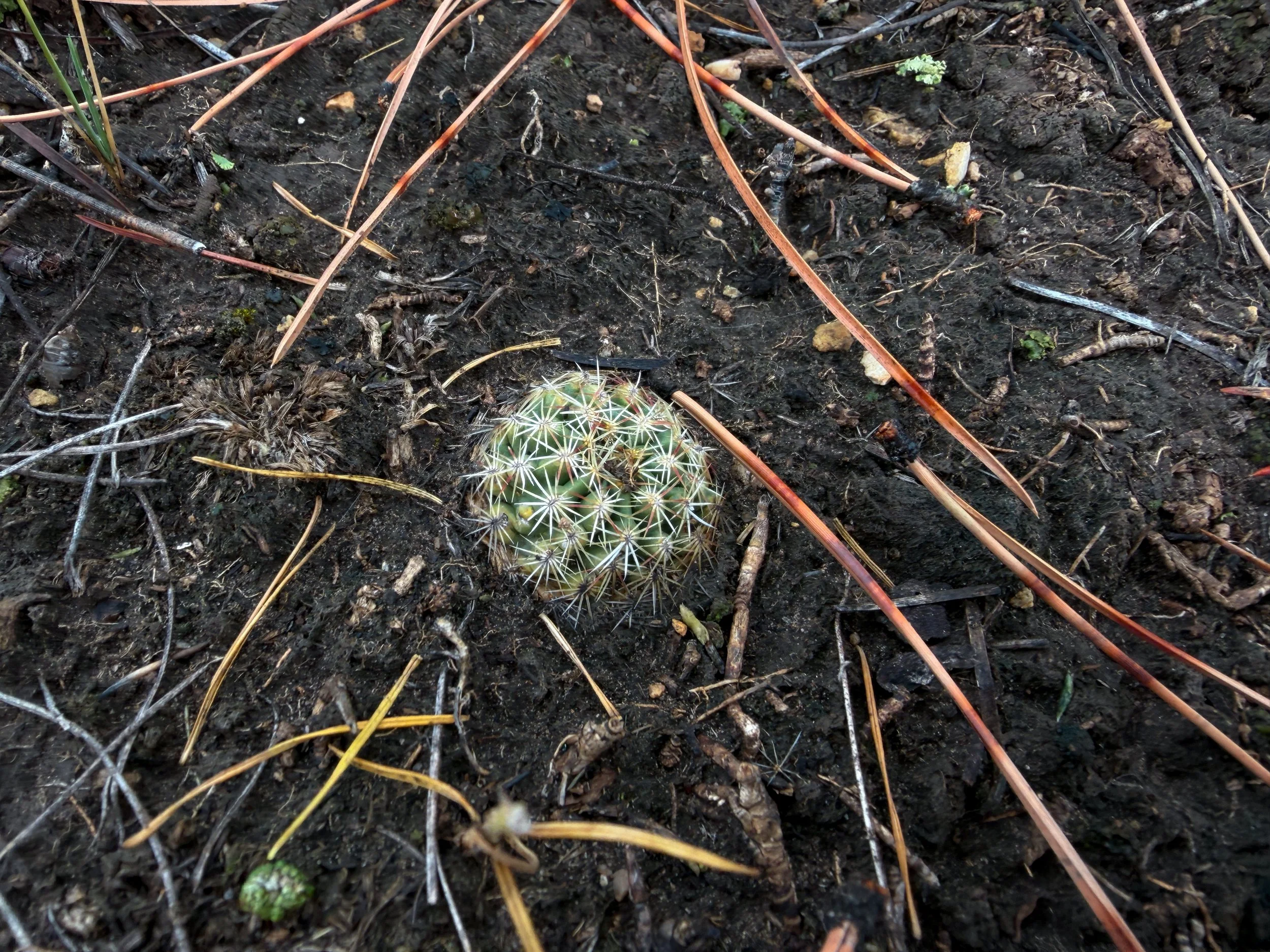 Pinchshion Cacti Mammillaria missouriensis