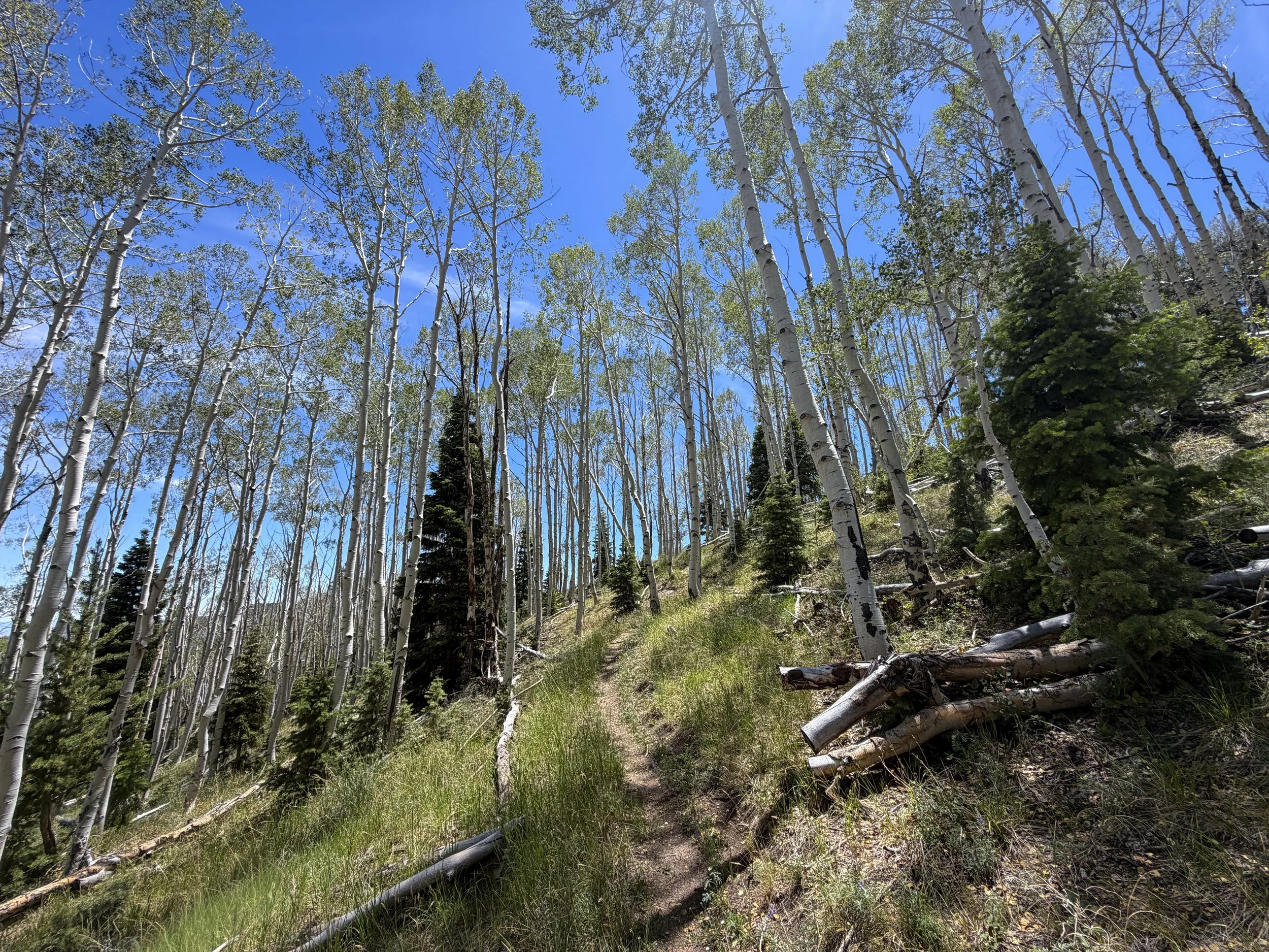 Serviceberry Loop Trail Great Basin National Park Nevada
