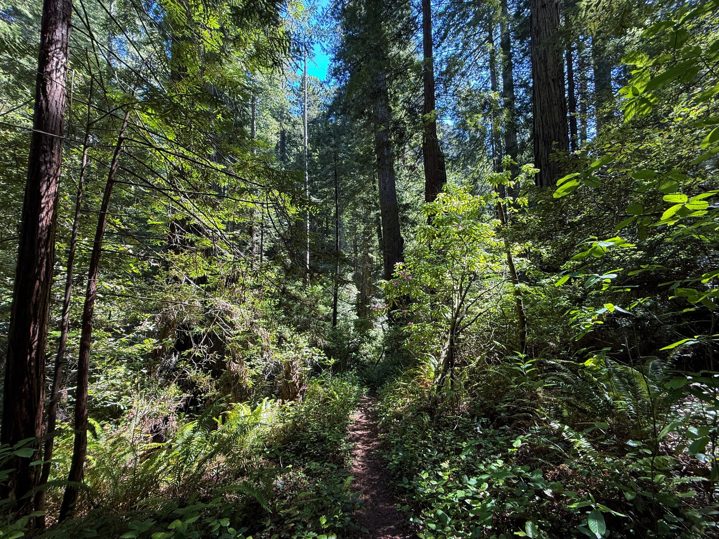 Hope Creek–Ten Taypo Loop Trail Prairie Creek Redwoods State Park California