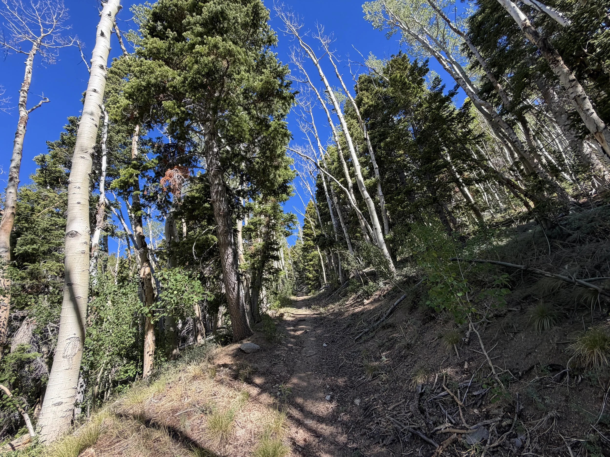 Johnson Lake Hike Great Basin National Park Nevada