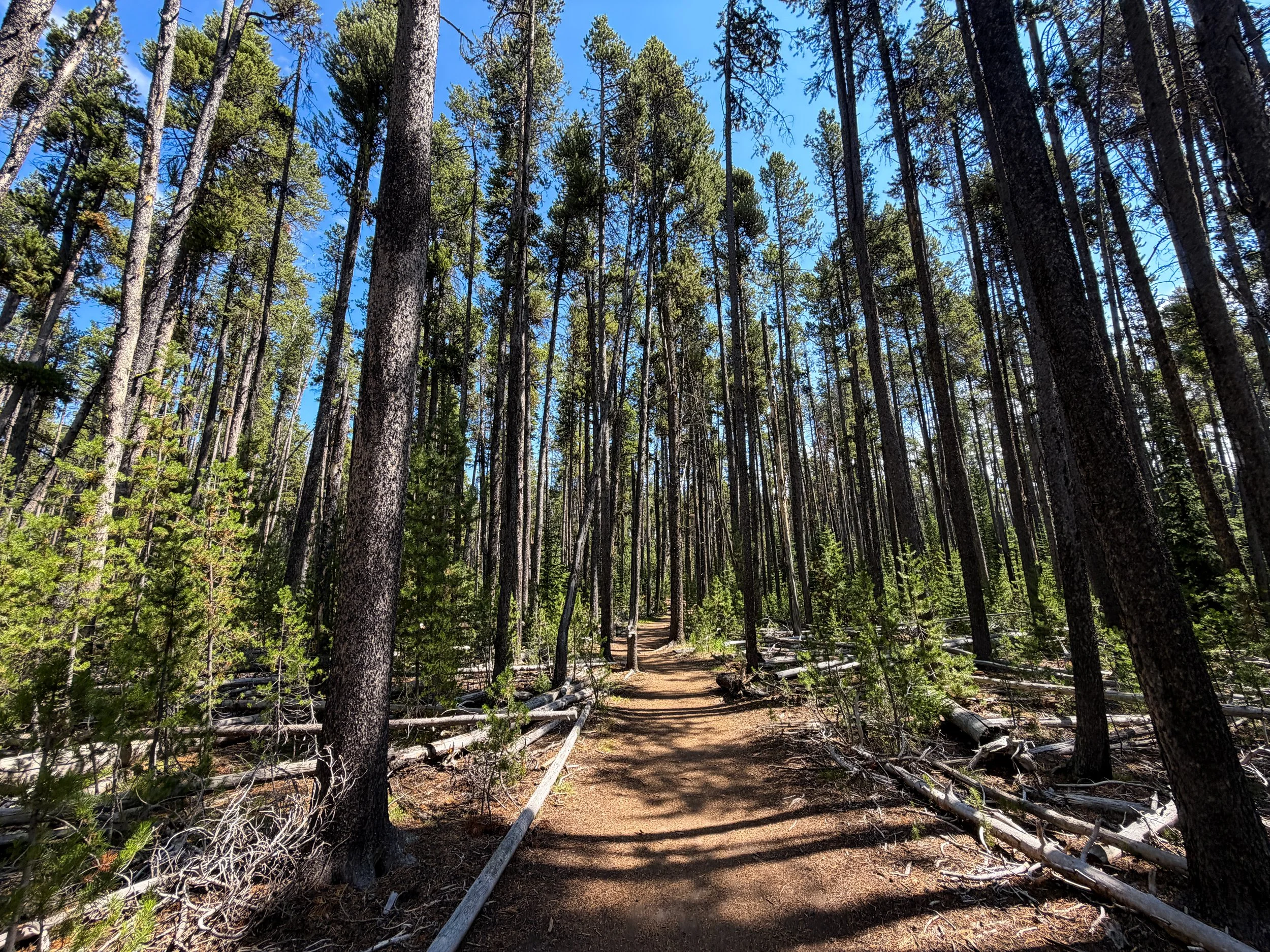 Storm Point Loop Trail Yellowstone National Park Wyoming