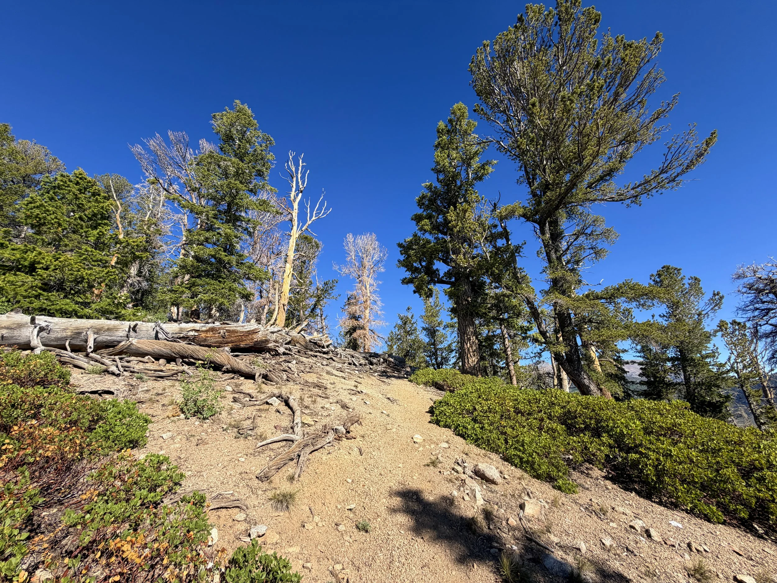 Snake Divide Trail to Magic Grove Great Basin National Park Nevada