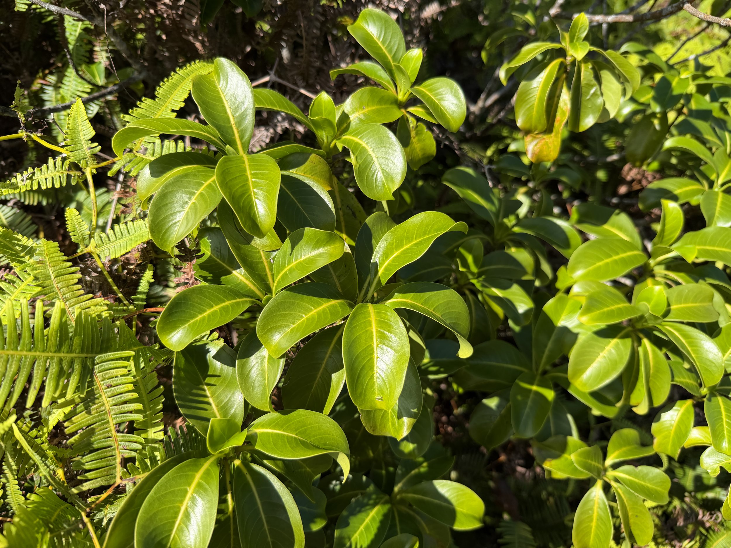 Kopiko Psychotria mariniana