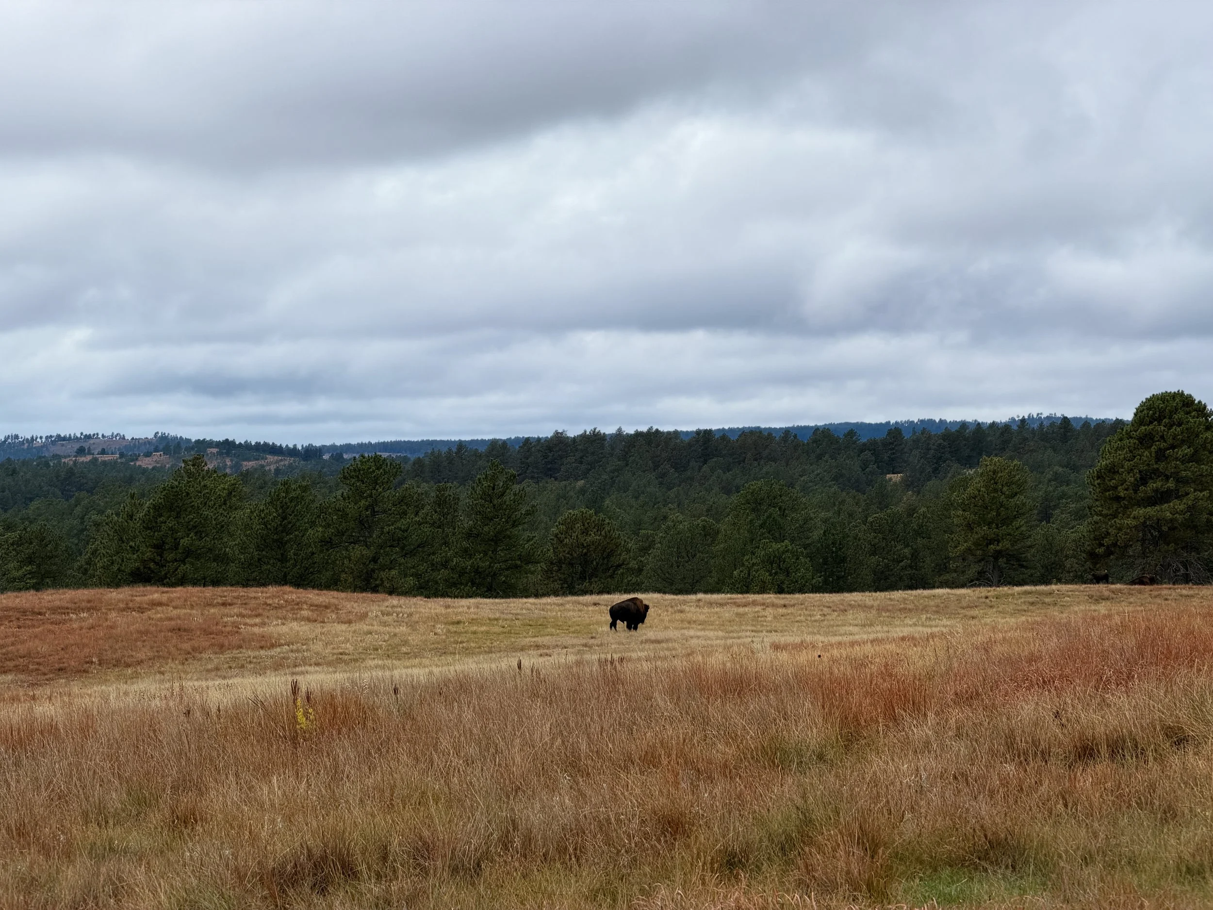 Bison Wind Cave National Park South Dakota