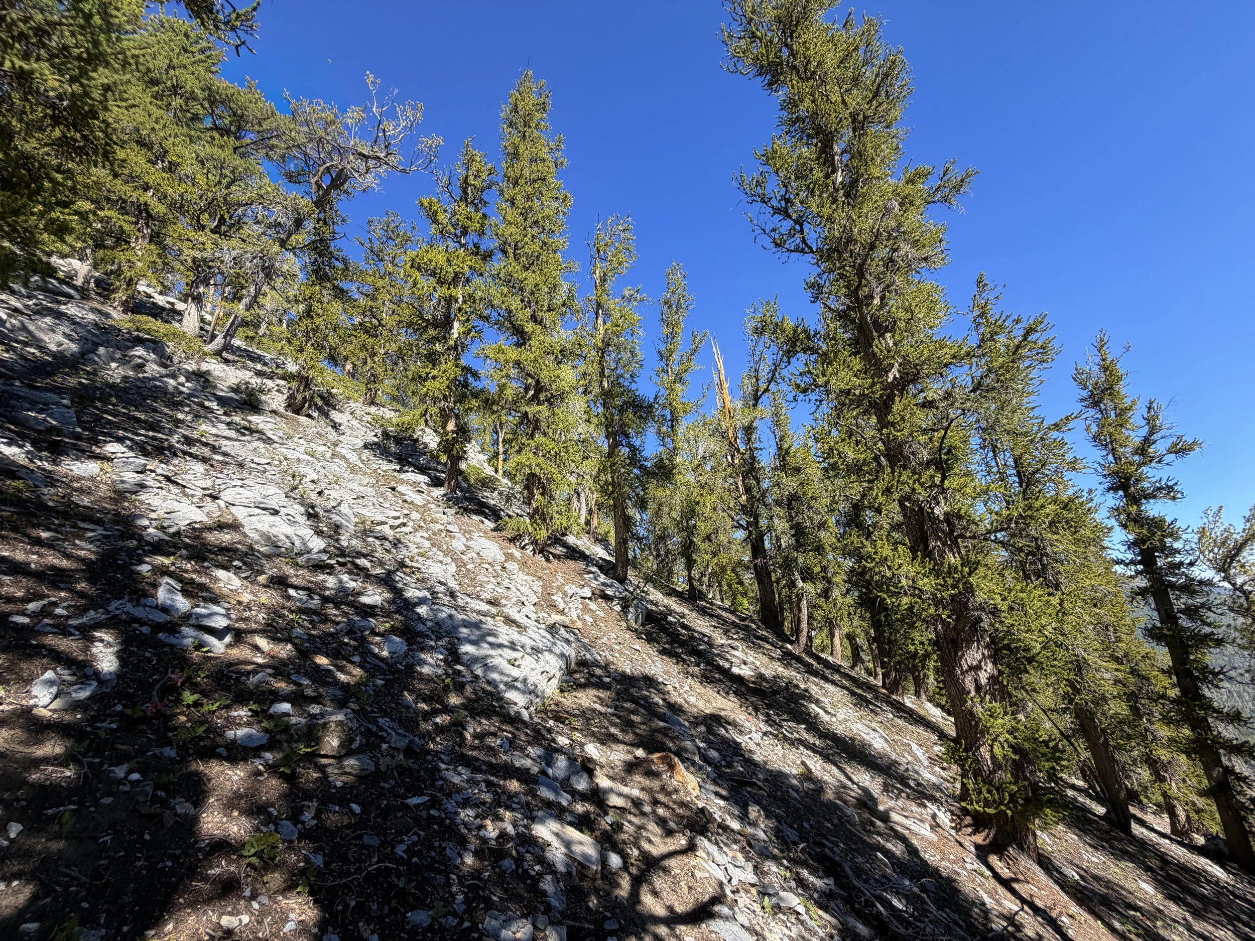 Snake Divide Hike Great Basin National Park Nevada