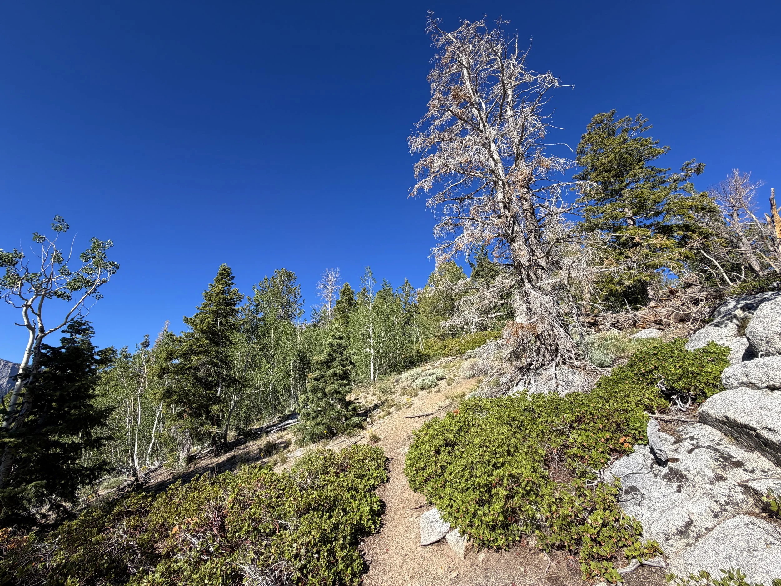 Snake Divide Trail to Mount Washington Great Basin National Park Nevada